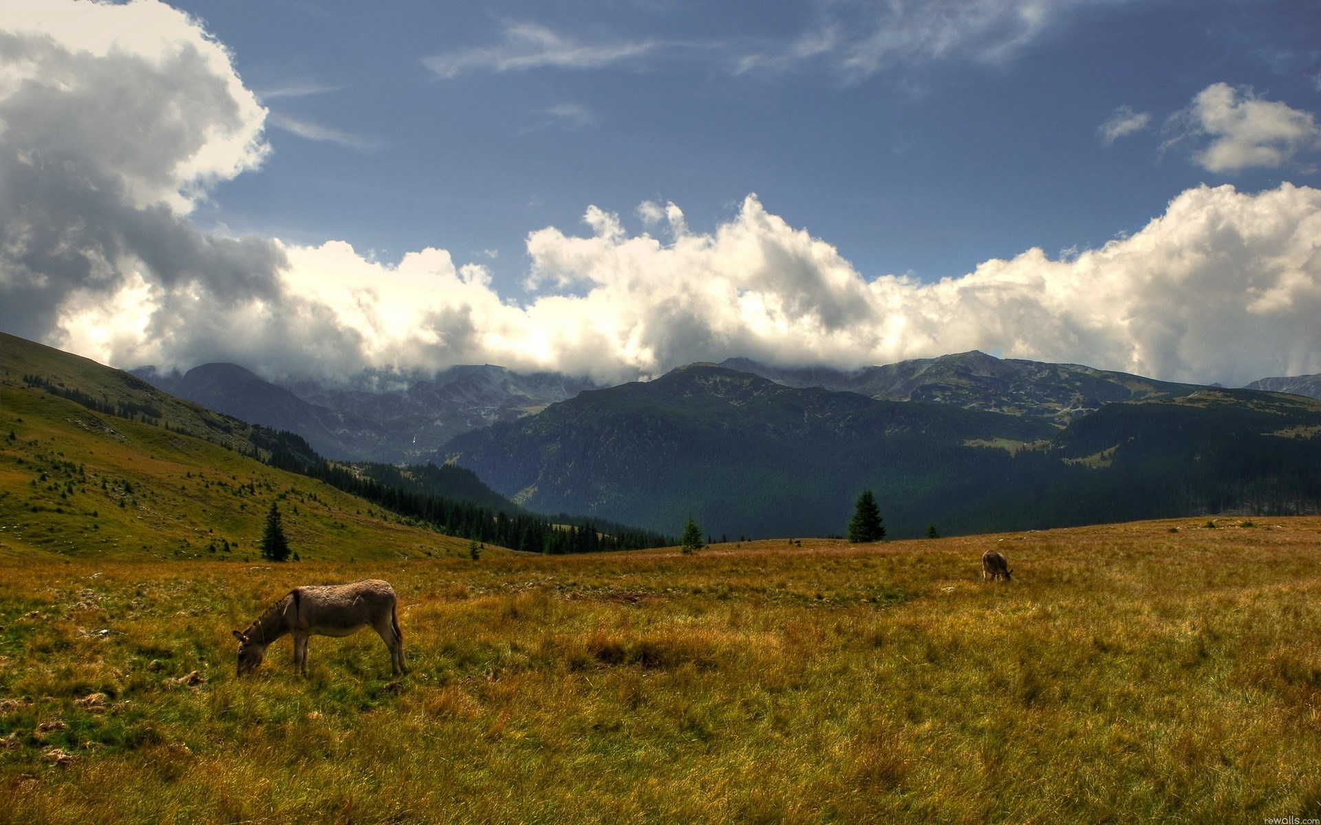 Donkey grazing in a mountain meadow with clouds HD Wallpaper