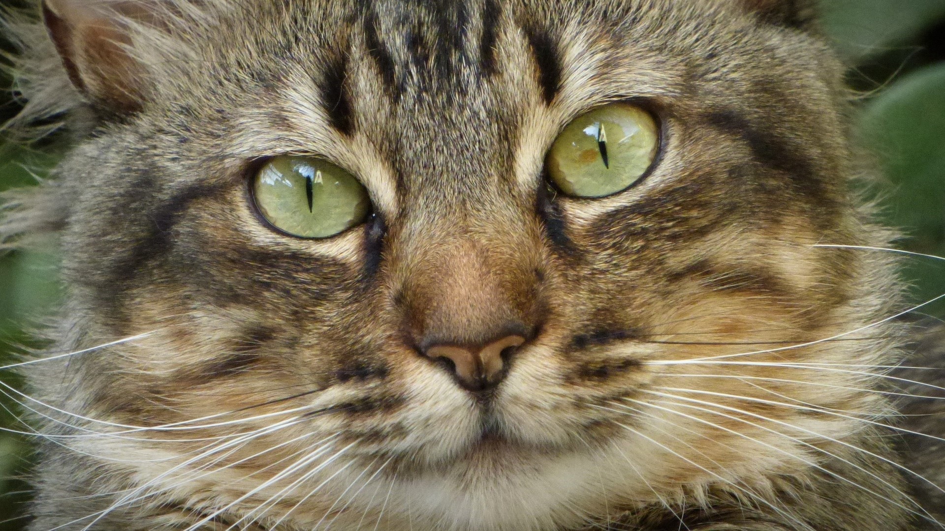 Close-up of a fluffy tabby cat's face HD Wallpaper