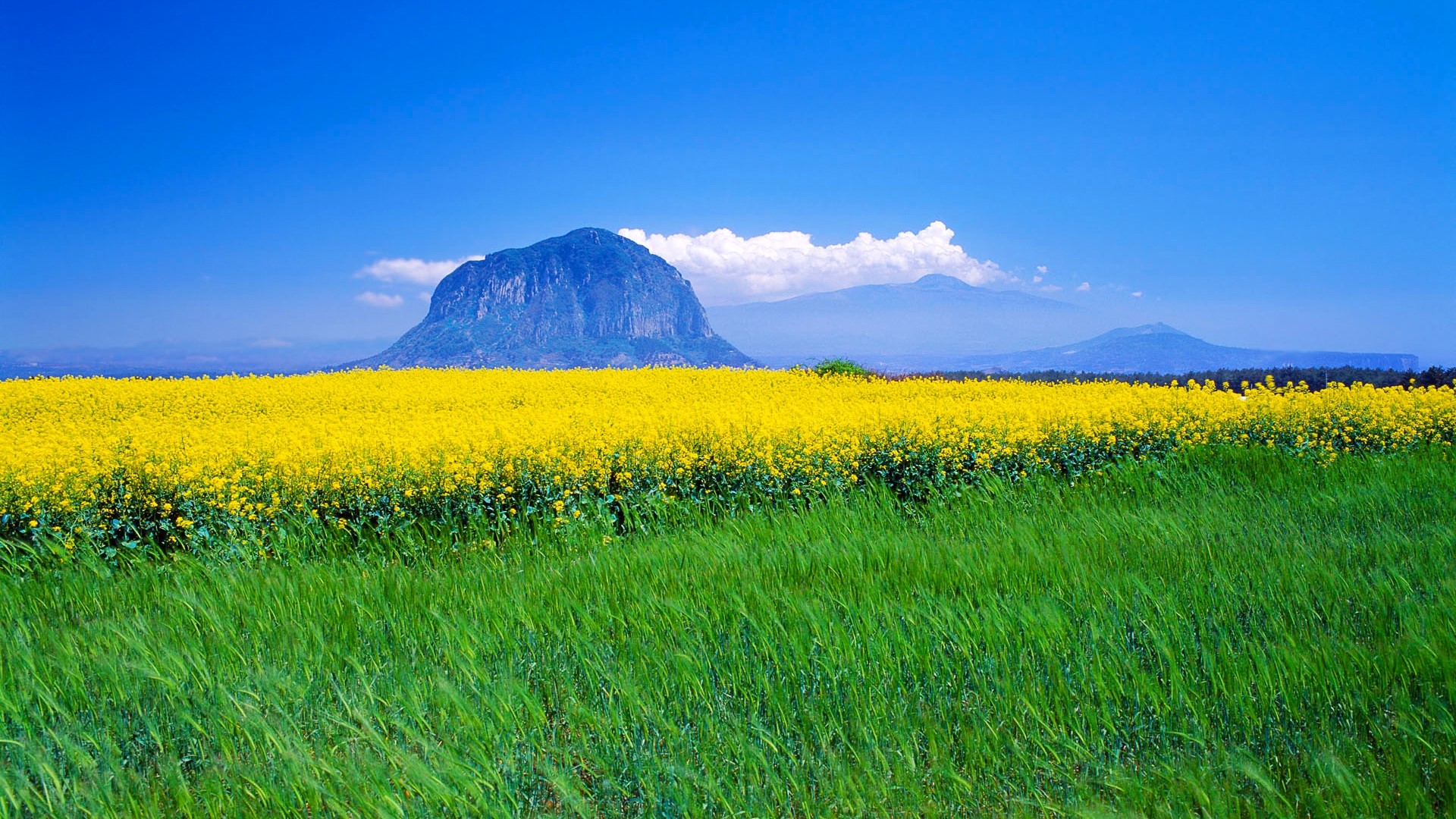 Field of yellow rapeseed flowers with mountains under blue sky HD Wallpaper