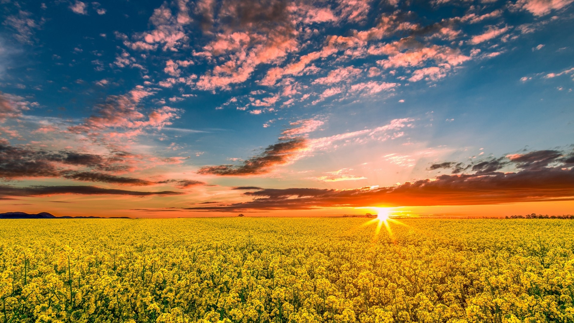 Sunset over a yellow rapeseed field HD Wallpaper