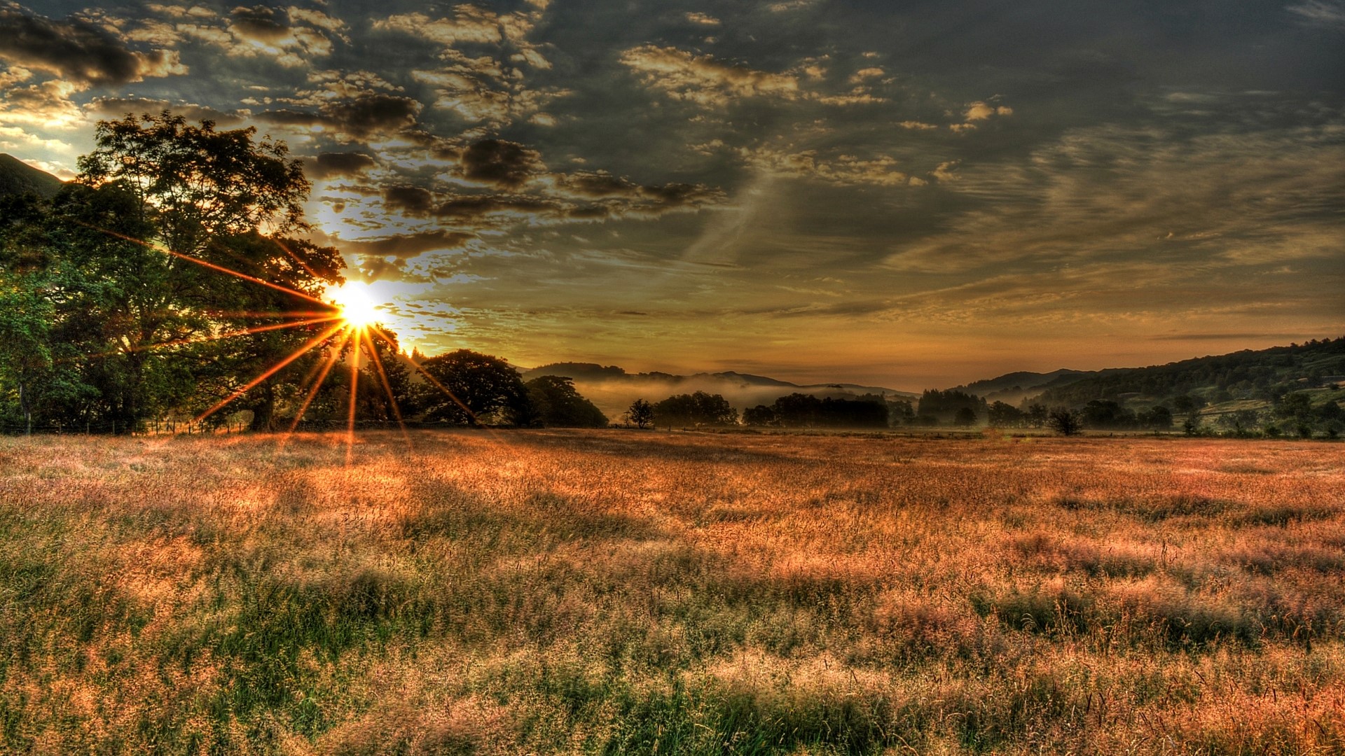 Sunset over a grassy field with trees HD Wallpaper