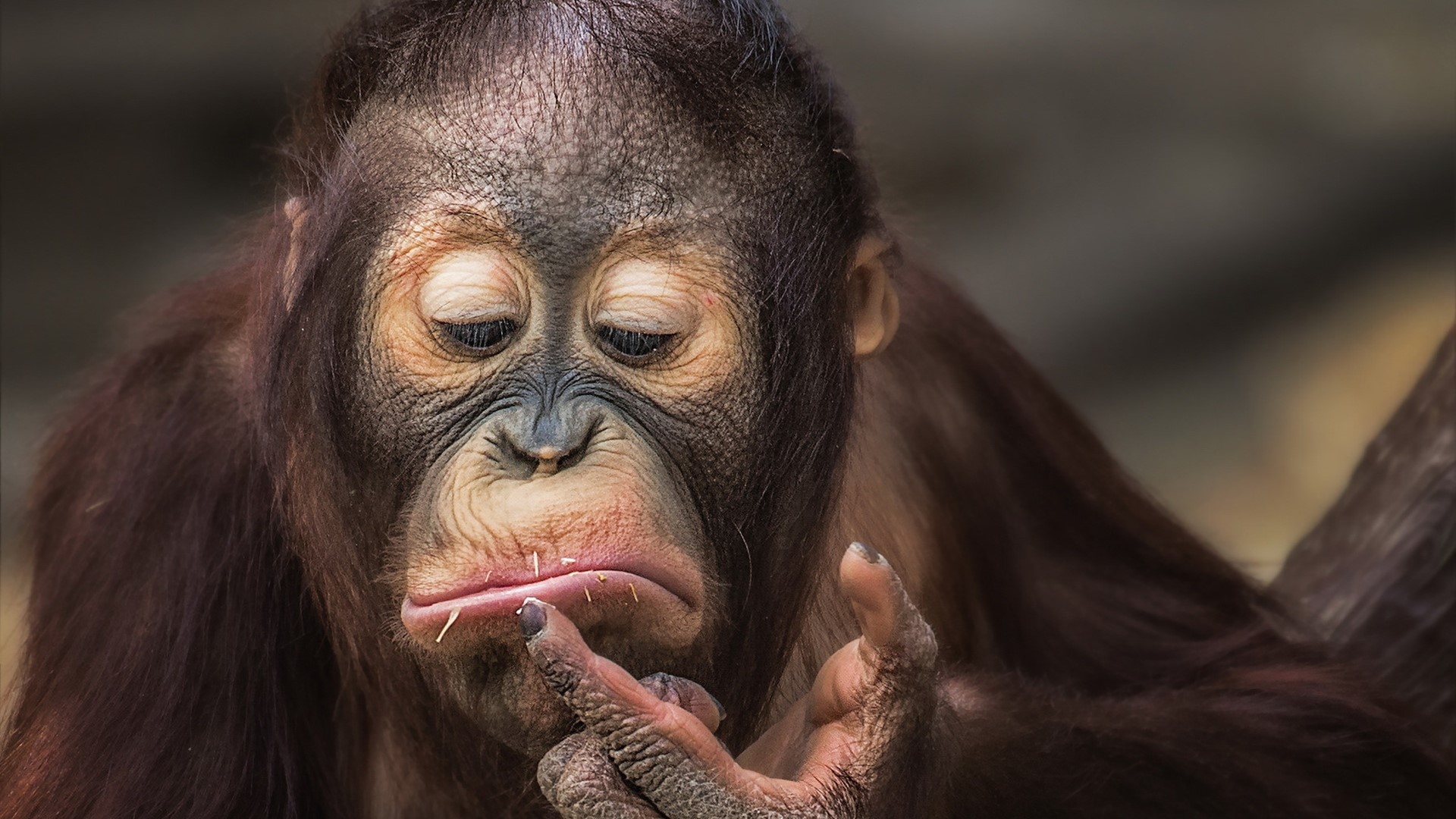 Orangutan thinking with finger on chin HD Wallpaper