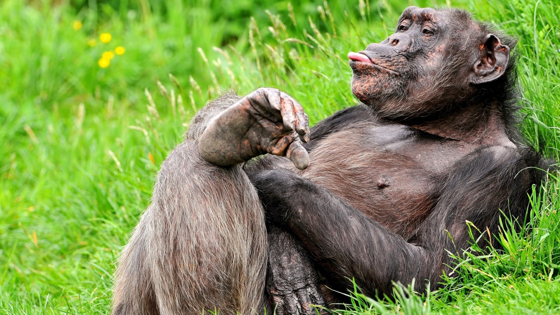 Chimpanzee resting in green grass HD Wallpaper