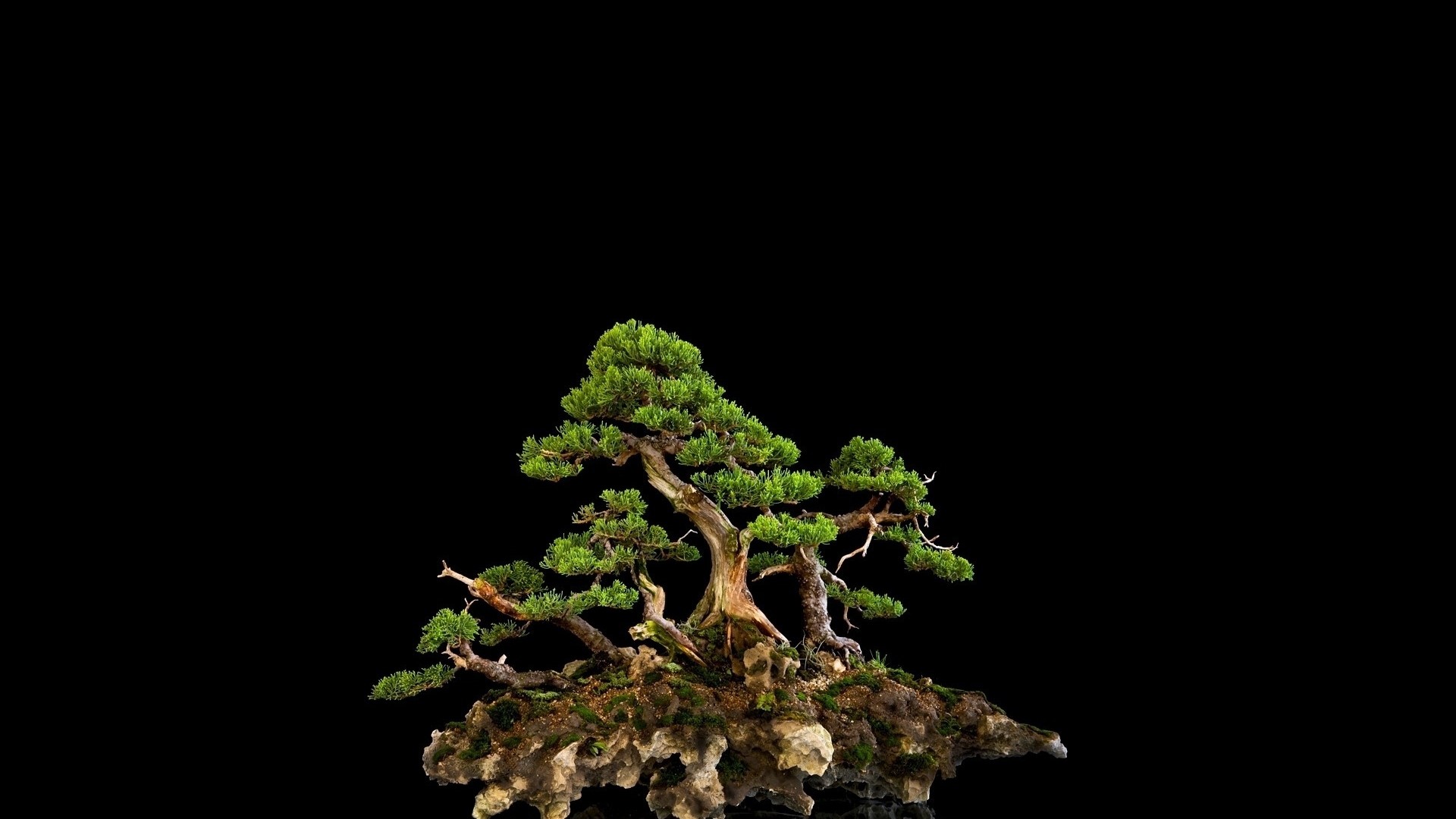 Bonsai tree on a rock formation HD Wallpaper