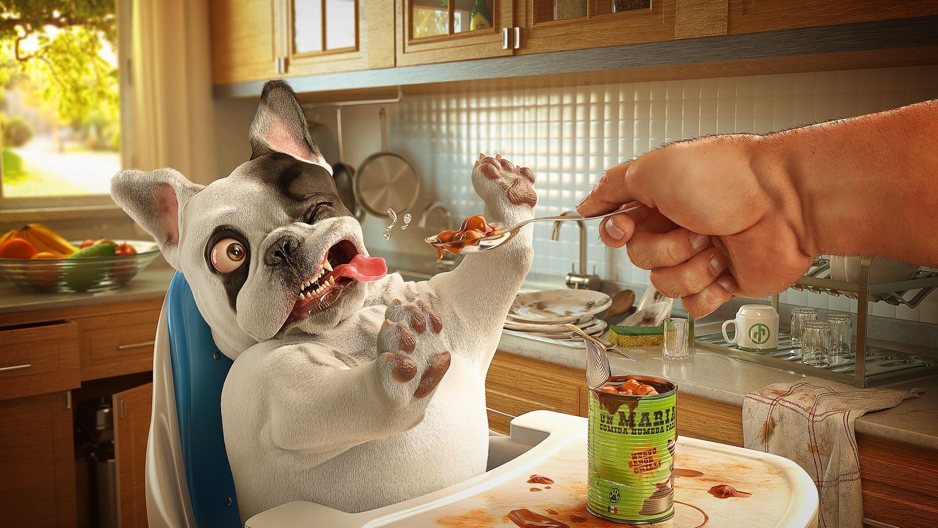 French Bulldog being fed beans from a can HD Wallpaper