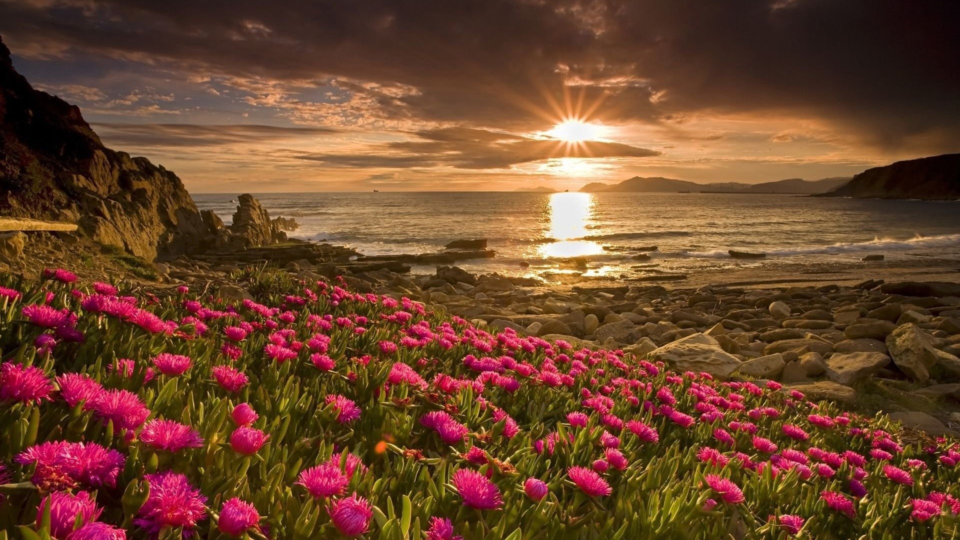 Pink flowers on a rocky coast at sunset HD Wallpaper