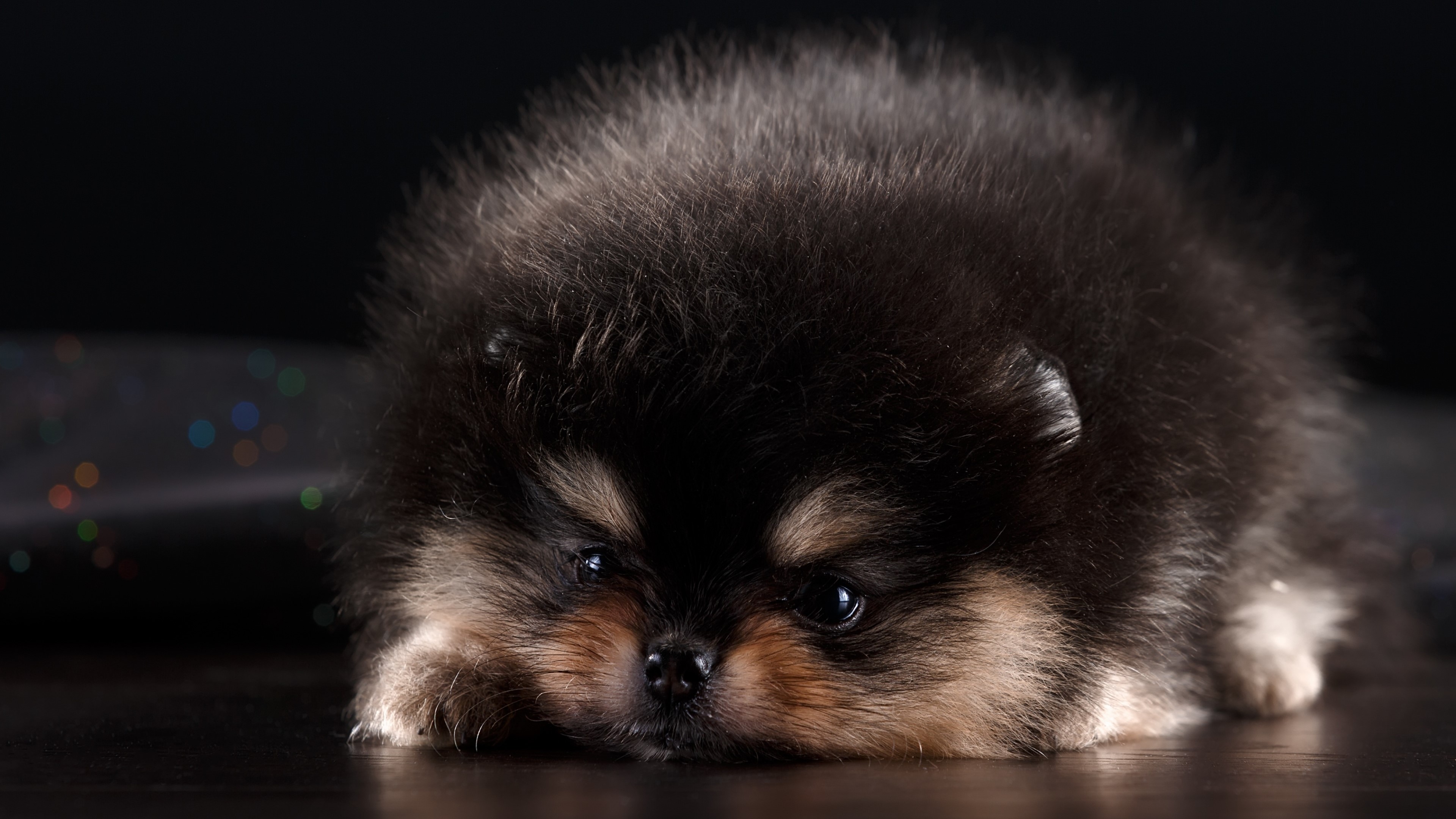 4K Pomeranian Puppy HD Wallpaper