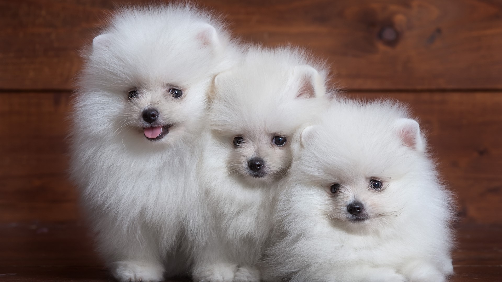 Three white Pomeranian puppies on a wooden background HD Wallpaper