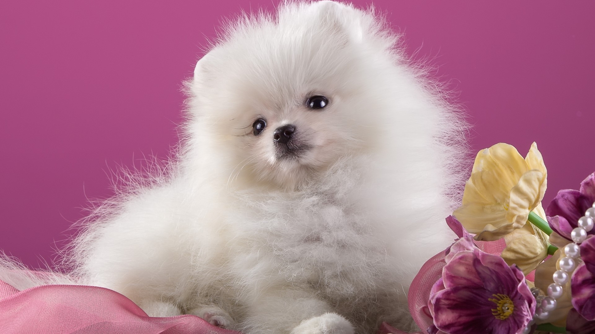 White Pomeranian puppy with flowers HD Wallpaper