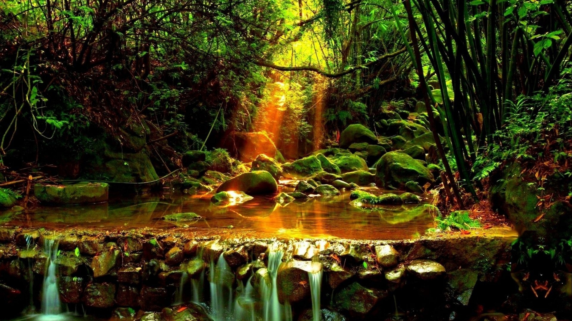 Sunlight streams through a forest onto a rocky creek HD Wallpaper