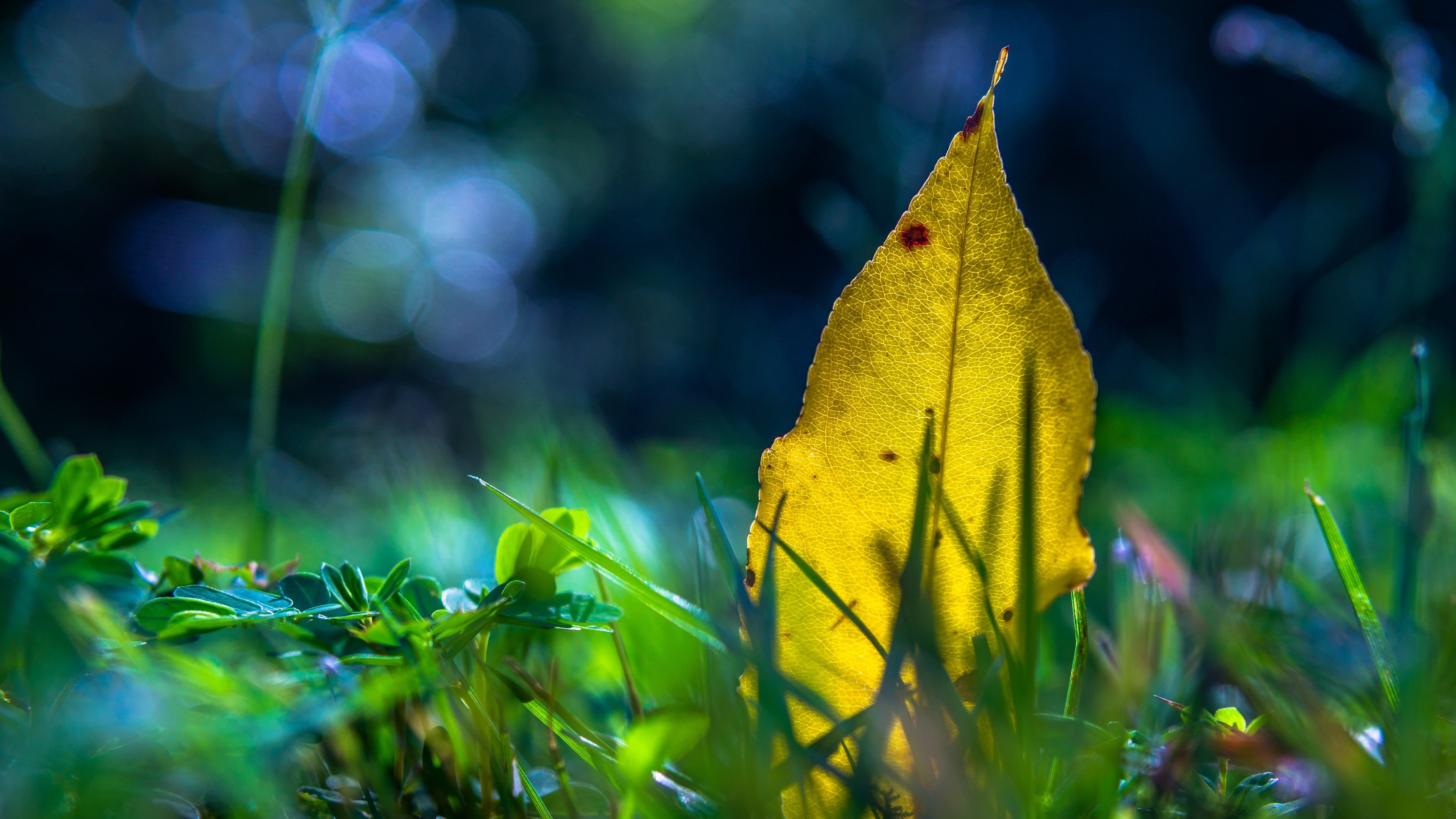4K Autumn leaf on grass HD Wallpaper