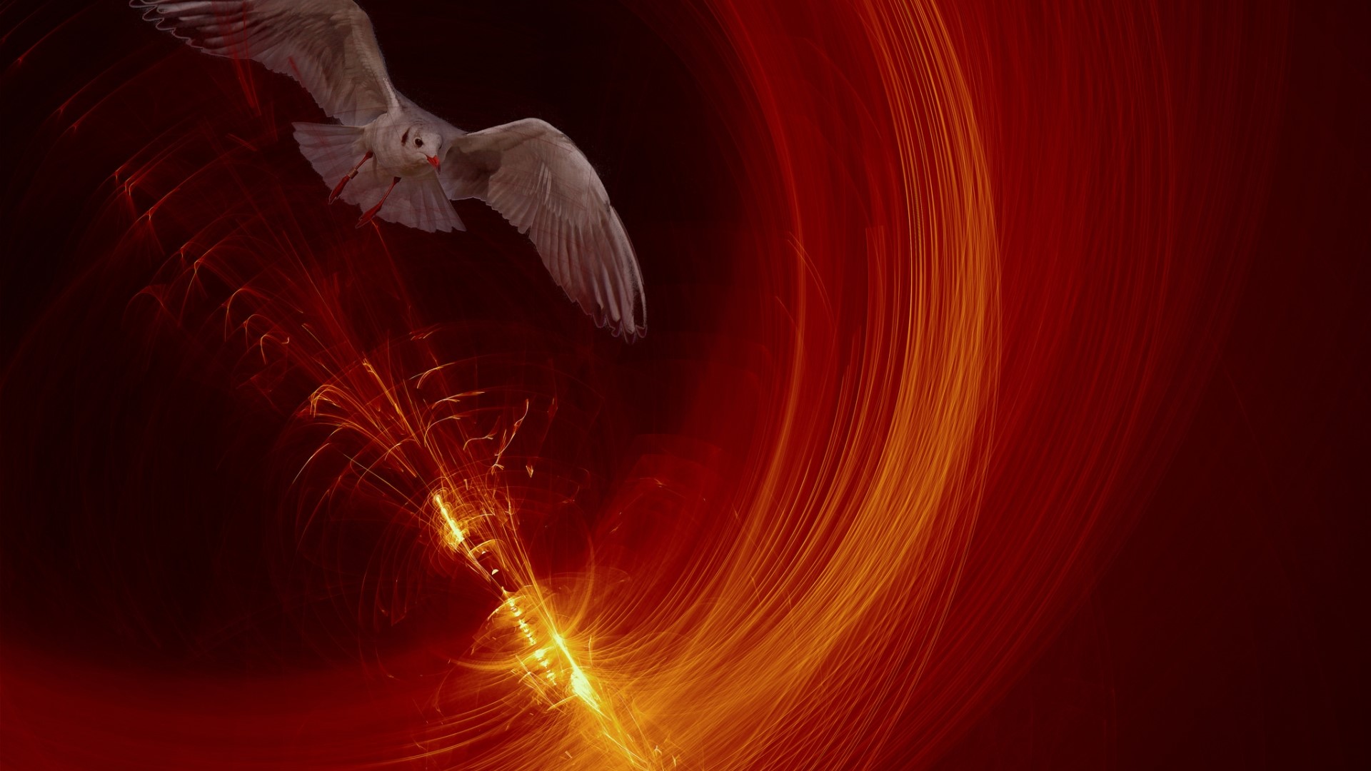 Seagull flying through abstract fiery light HD Wallpaper