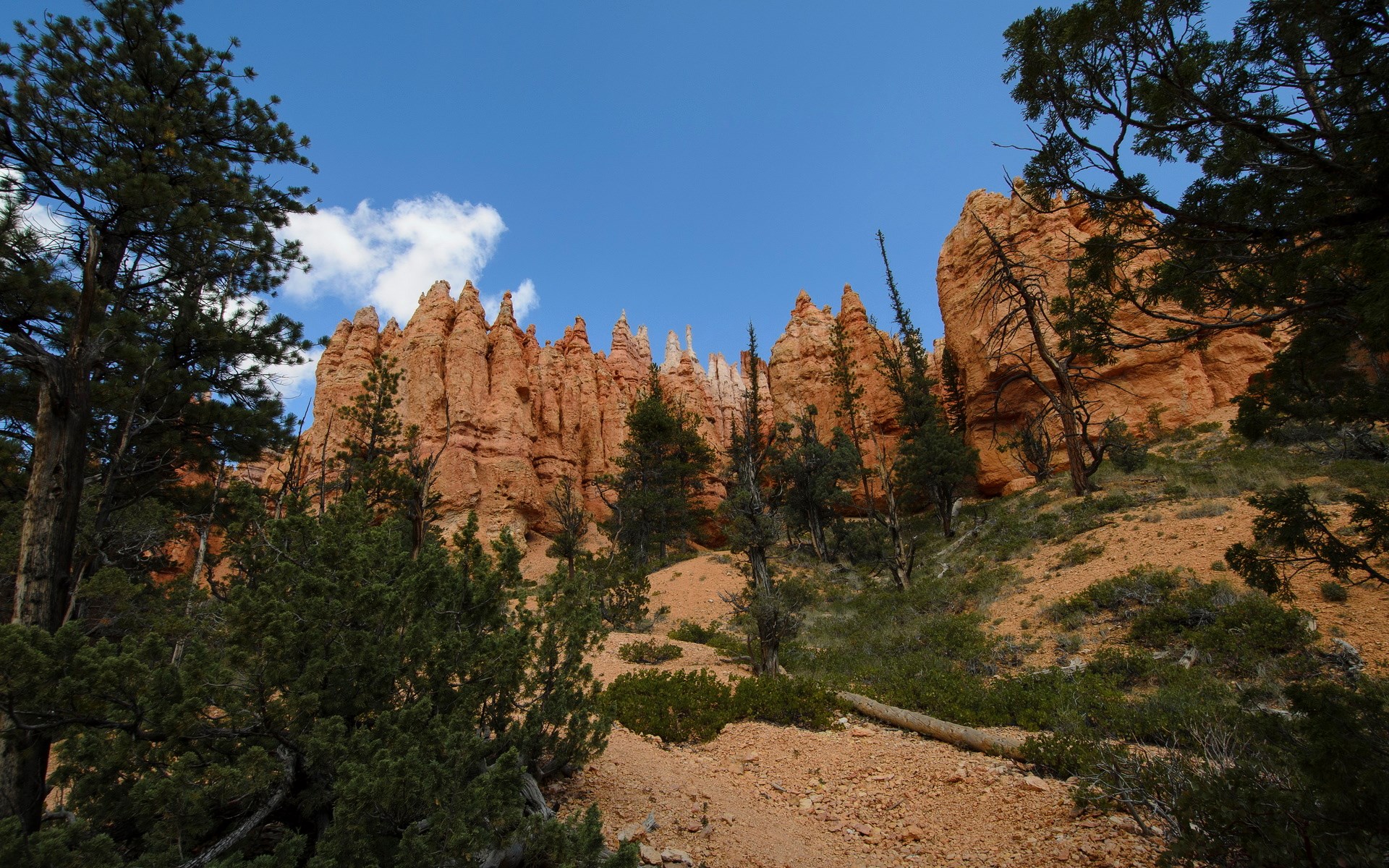 Bryce Canyon Hoodoos and Pine Trees Under Blue Sky HD Wallpaper