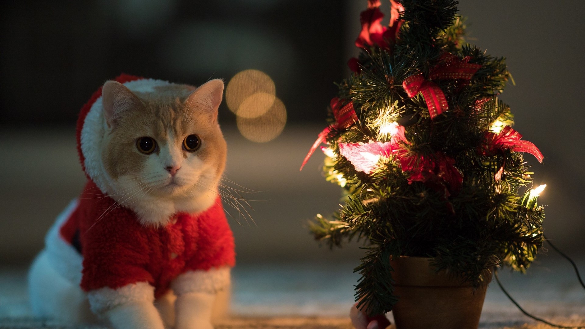 Cat in Santa costume near Christmas tree HD Wallpaper
