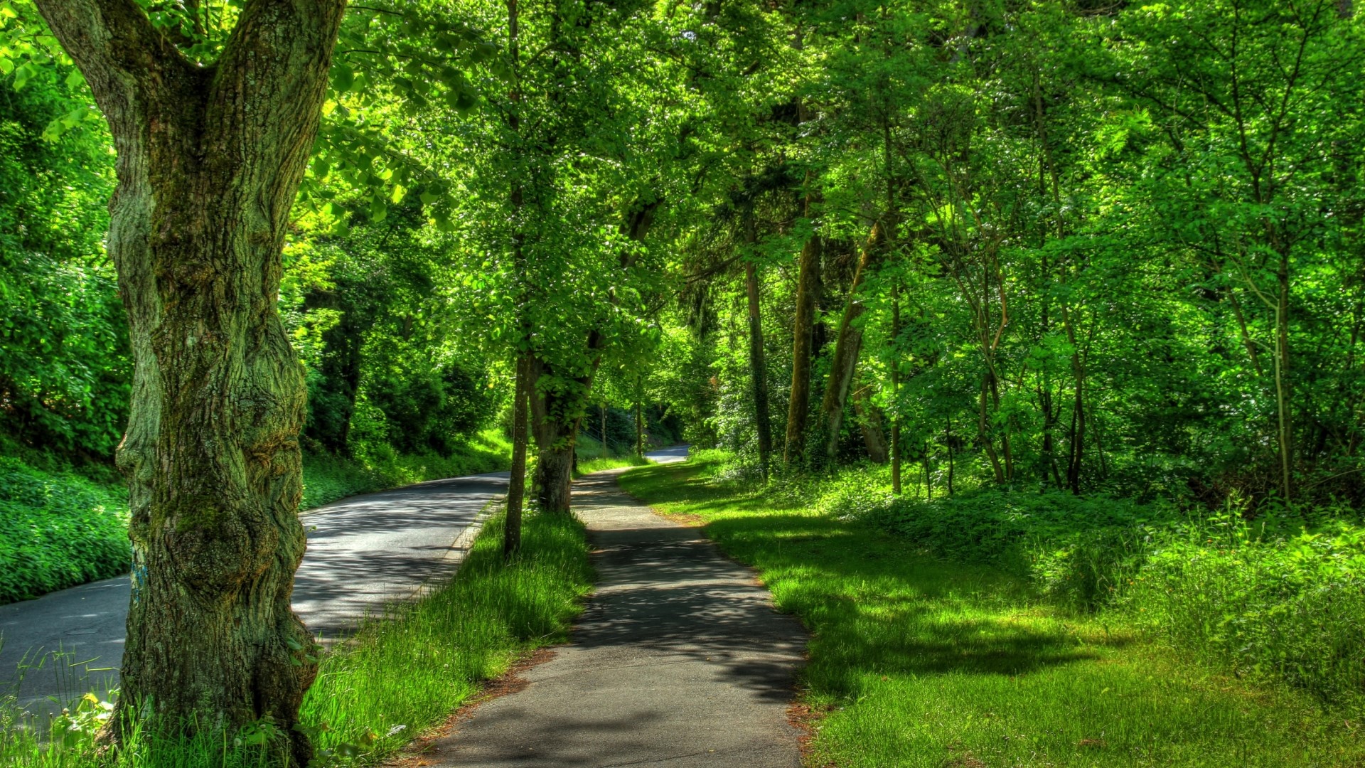 A paved path winds through a sun-dappled forest. HD Wallpaper