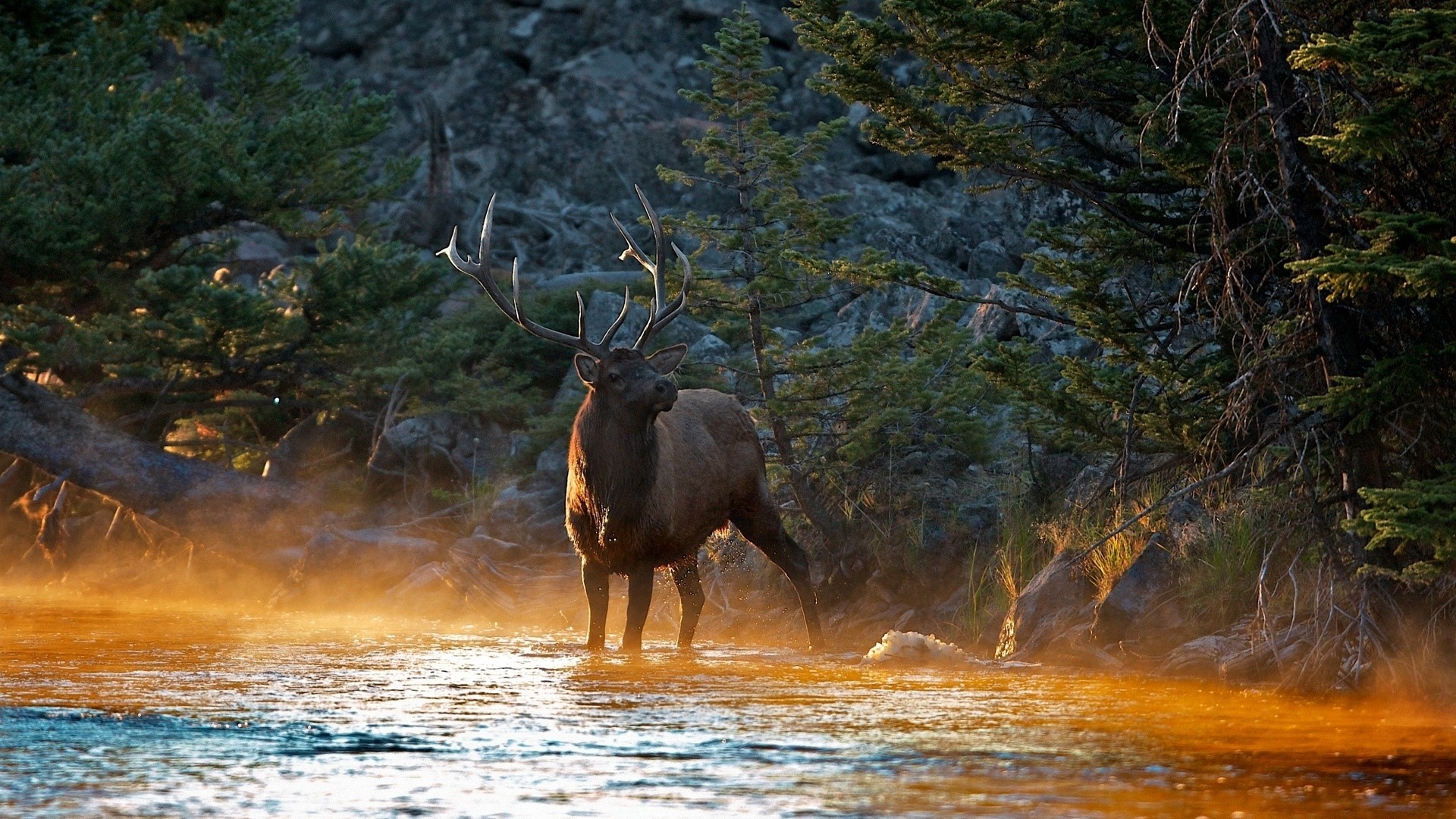Elk standing in misty river at sunrise HD Wallpaper