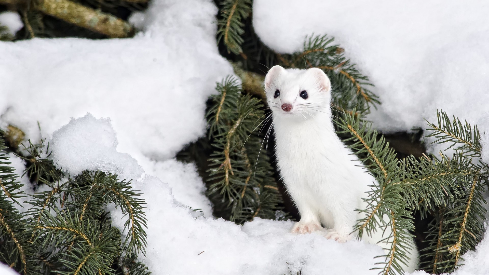 Ermine in the snow on pine branches HD Wallpaper