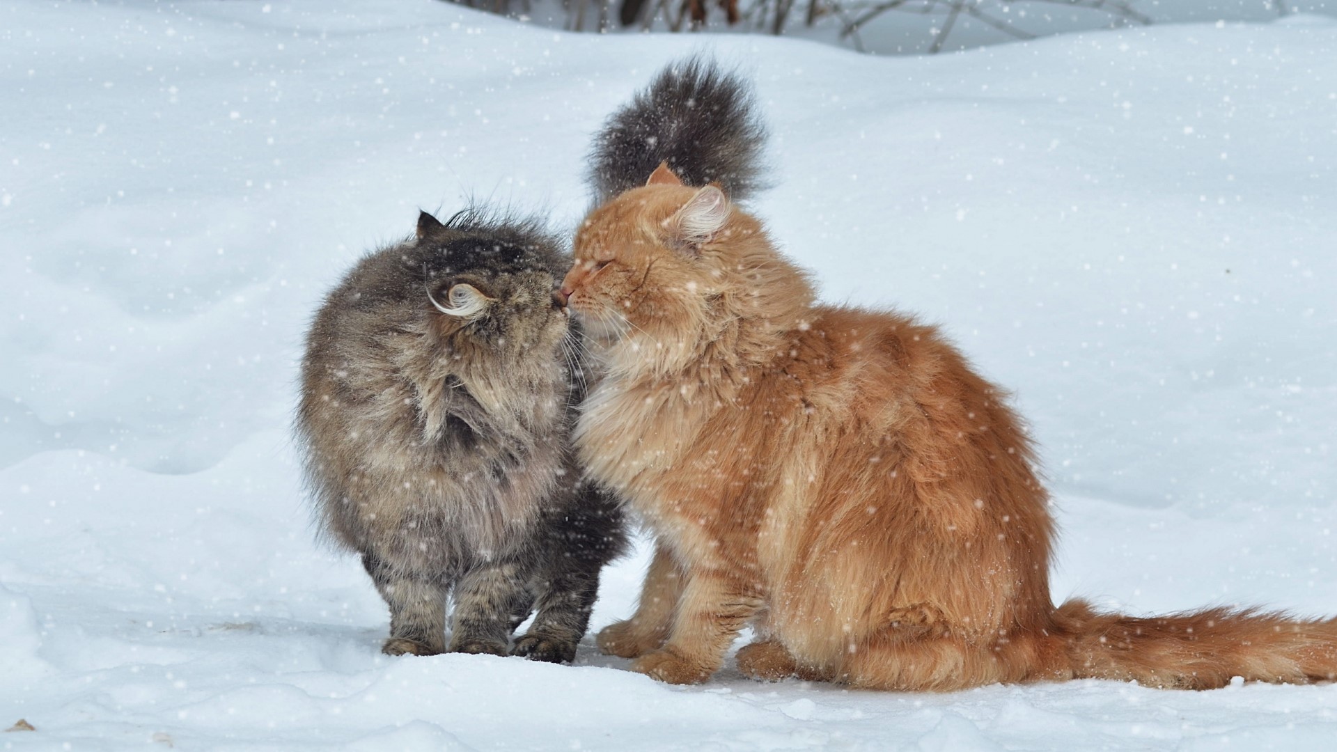 Two fluffy cats kissing in the snow HD Wallpaper
