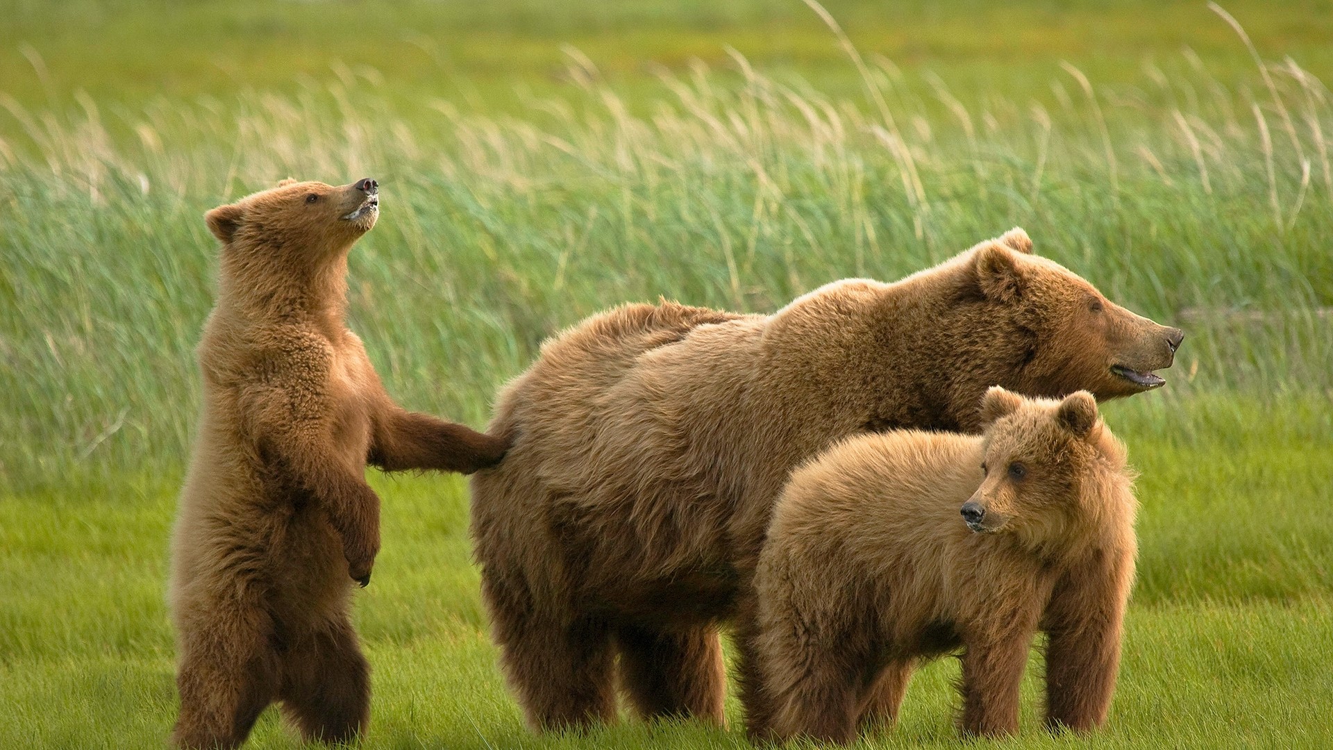 Brown bear mother with two cubs in a grassy field HD Wallpaper