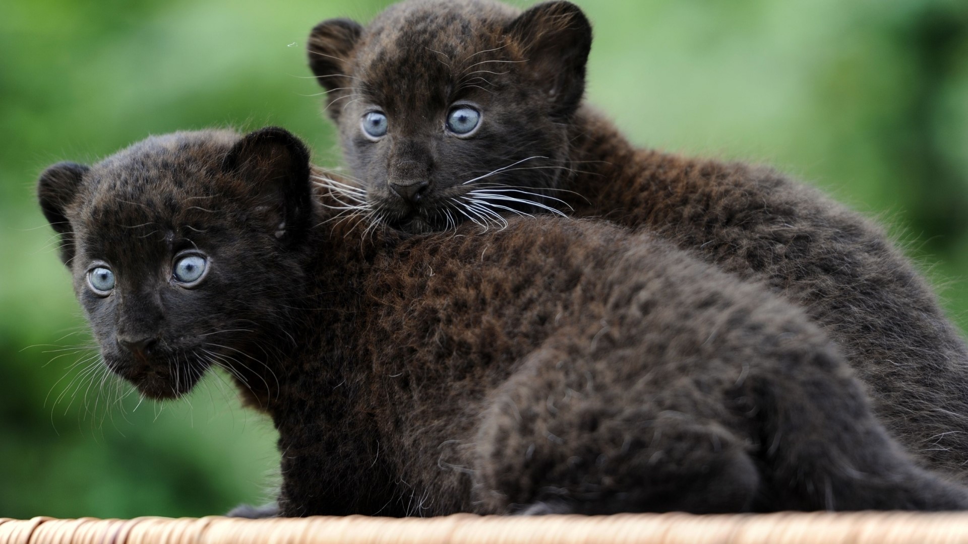 Two black panther kittens with blue eyes HD Wallpaper