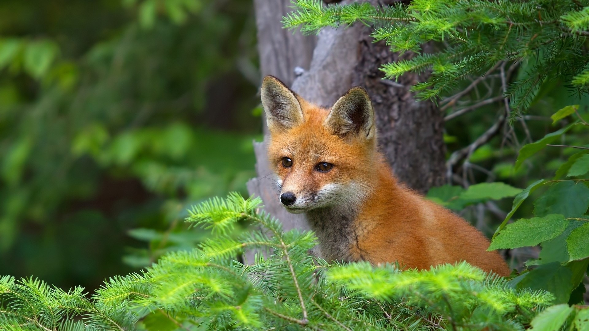 Red Fox Cub in a Forest HD Wallpaper
