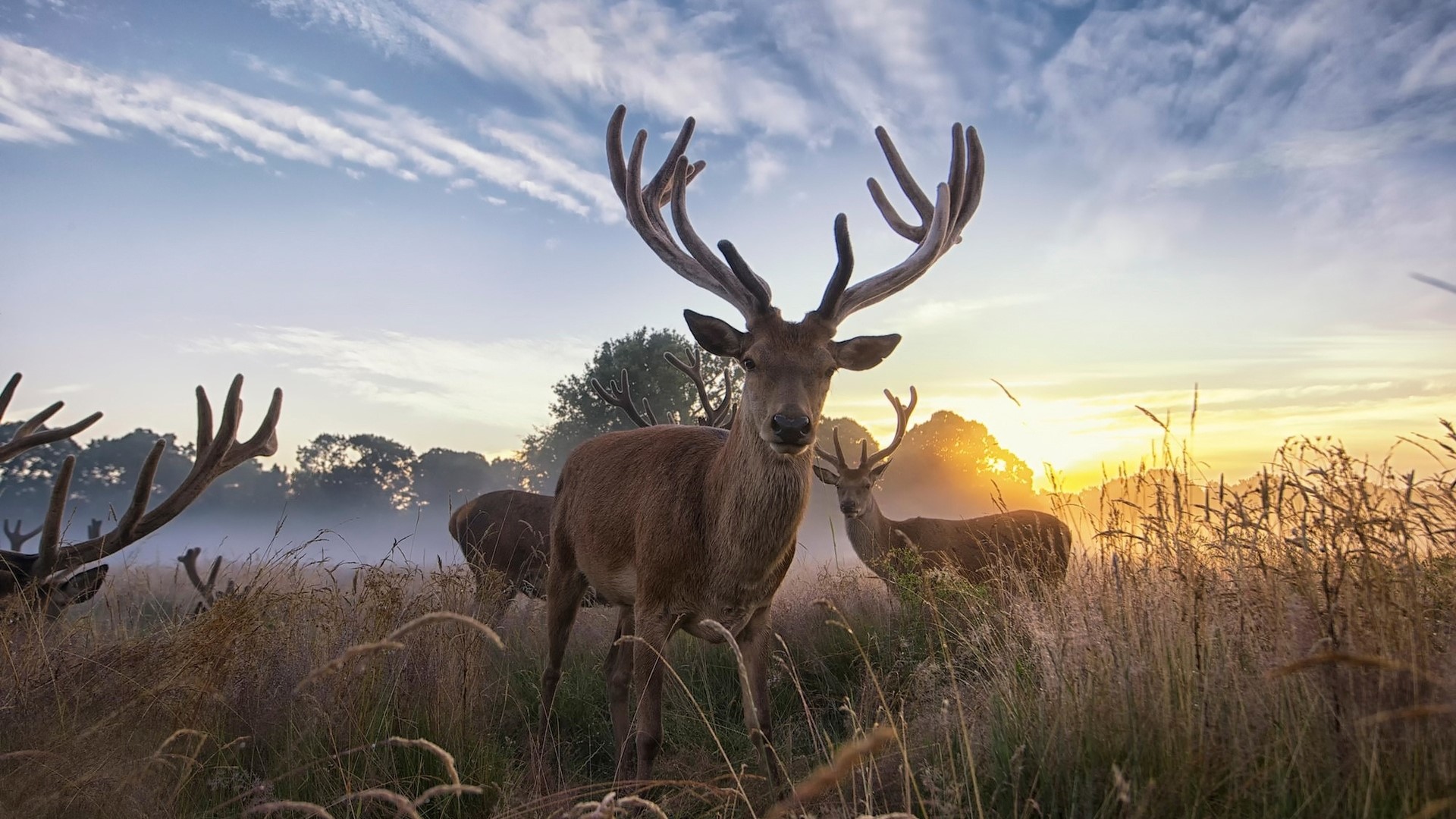 Deer with large antlers in a misty field at sunrise HD Wallpaper