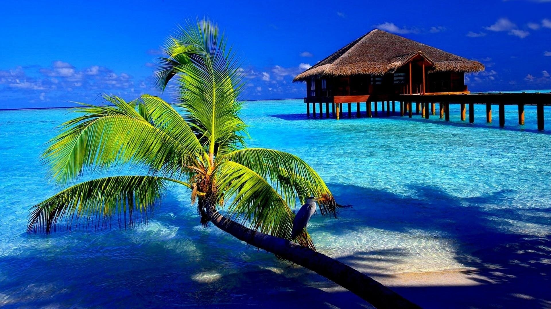 Bungalow on the water with palm tree HD Wallpaper