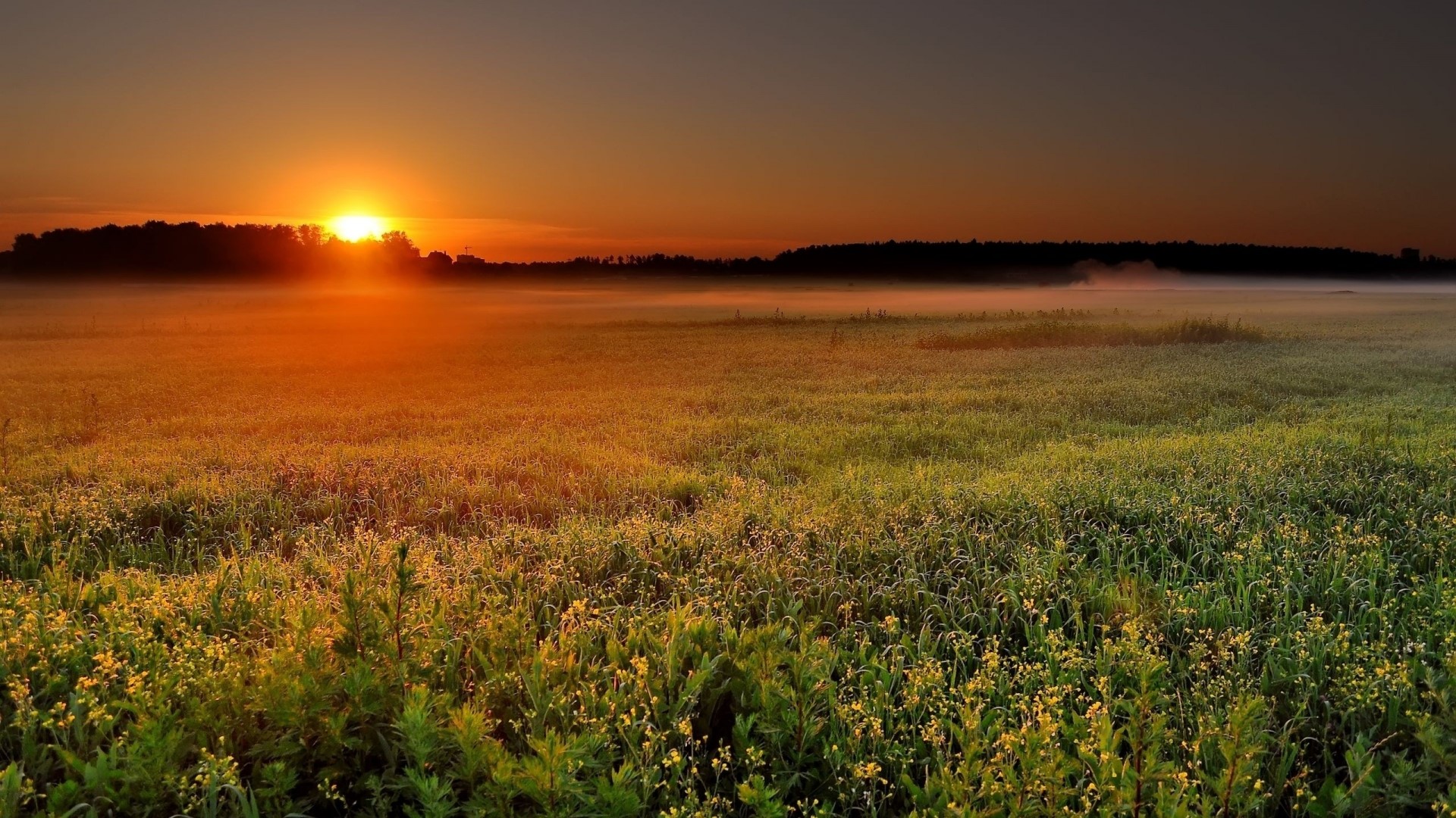 Sunrise over a misty field HD Wallpaper