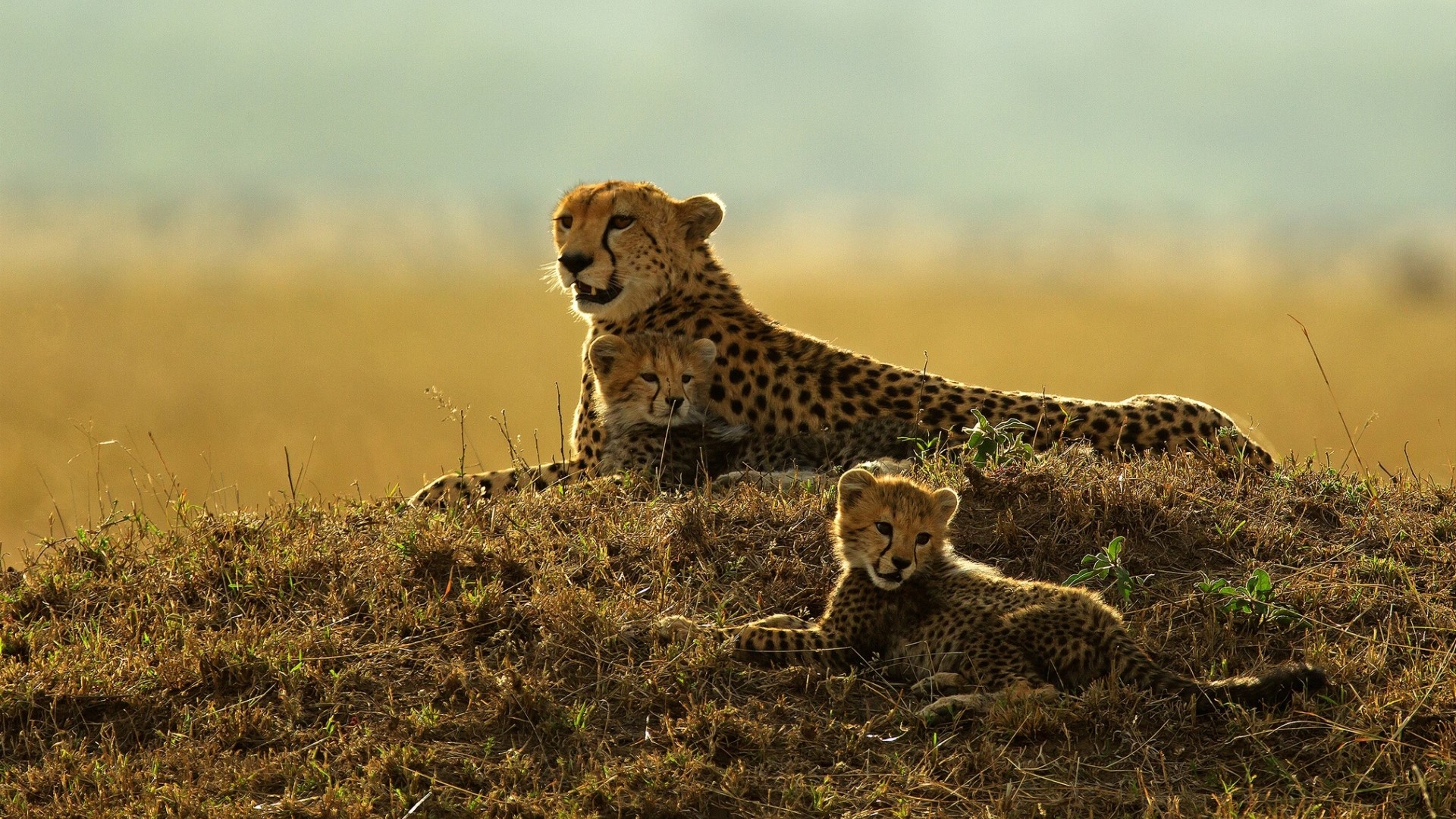 Cheetah mother with two cubs on a grassy hill HD Wallpaper