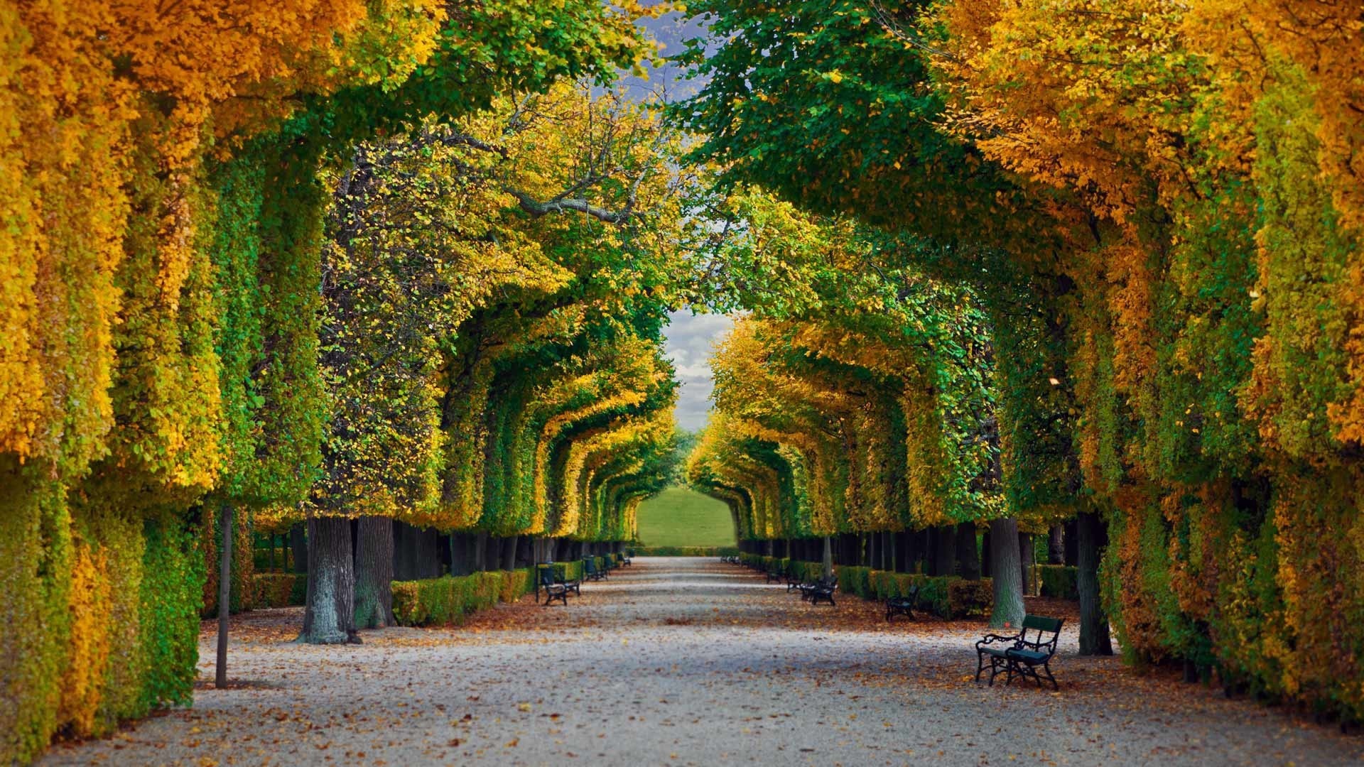 Autumn park pathway with trees HD Wallpaper