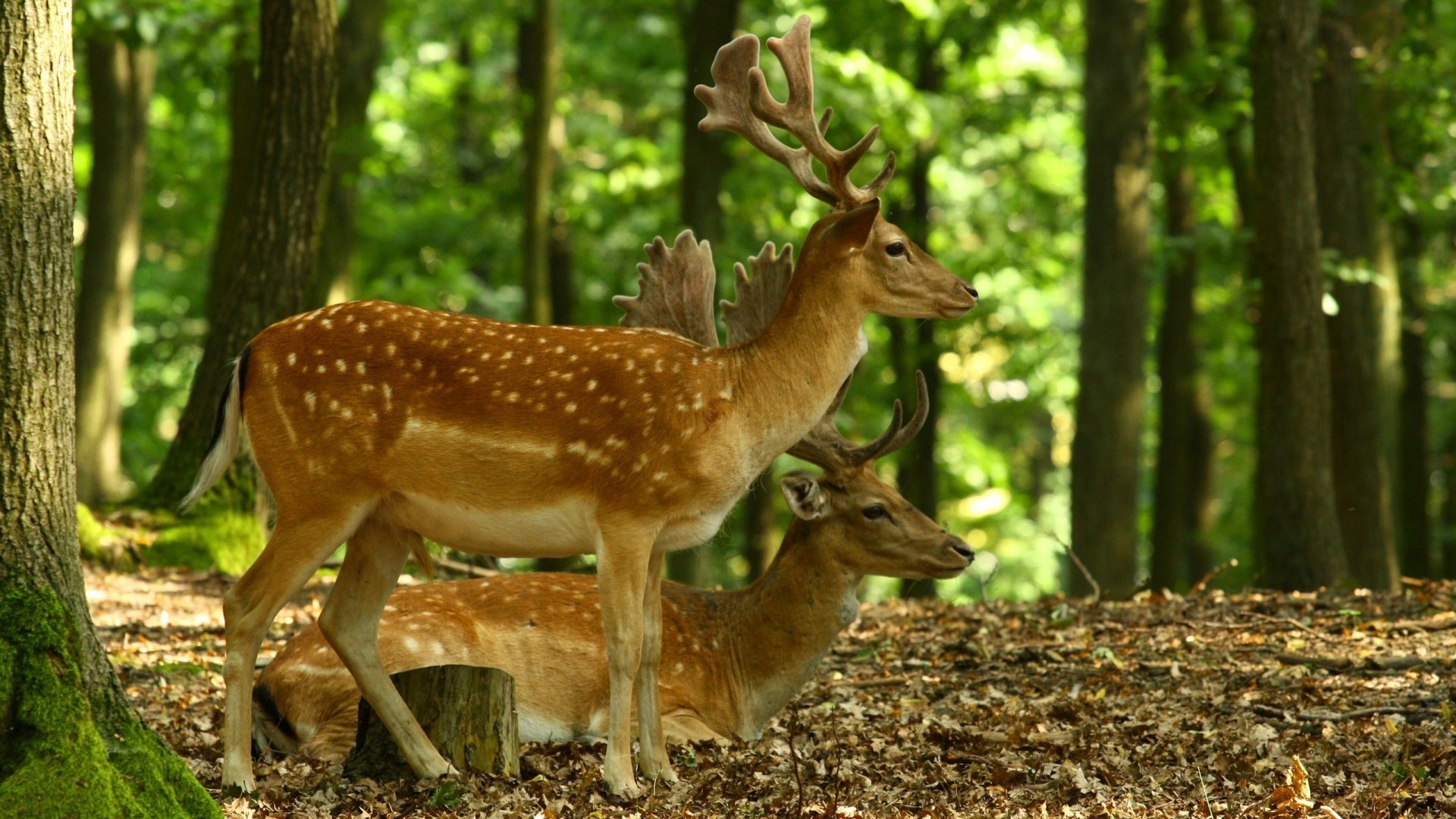 Two deer in a forest HD Wallpaper