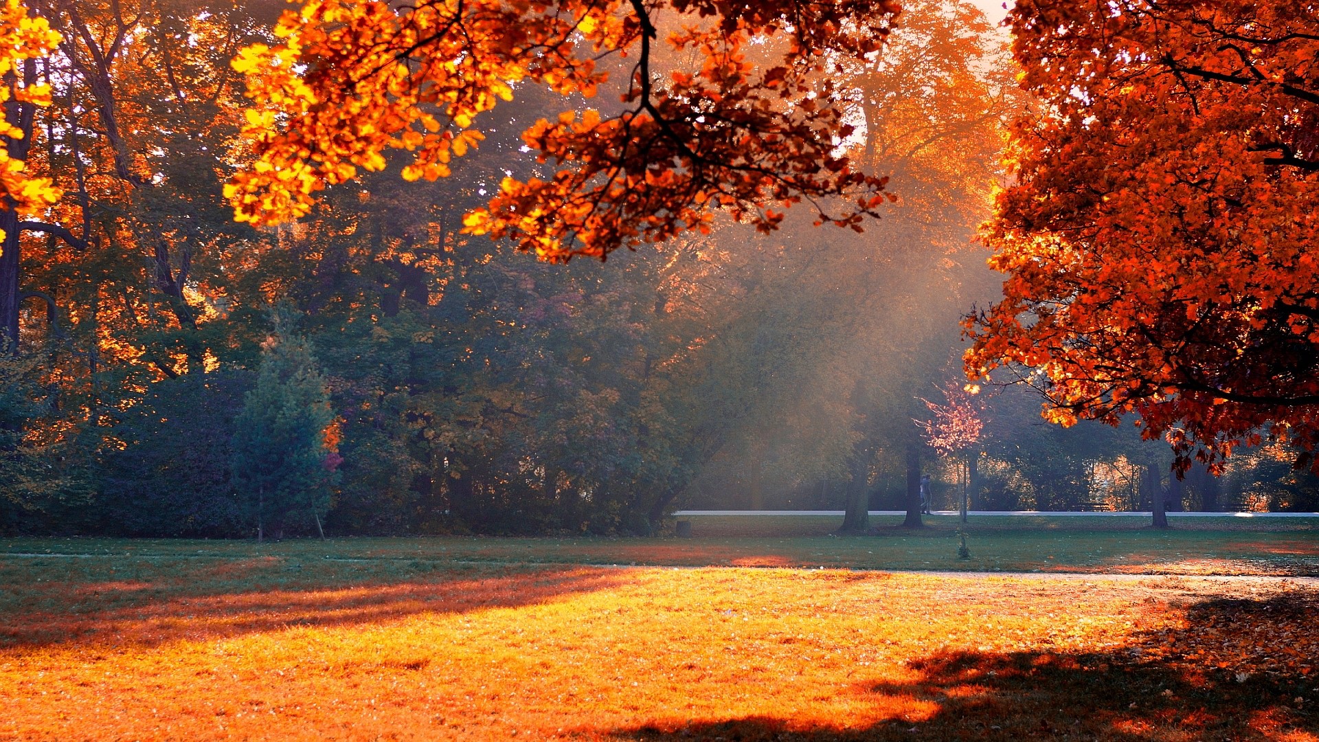 Autumn park with sunlit trees and grass HD Wallpaper