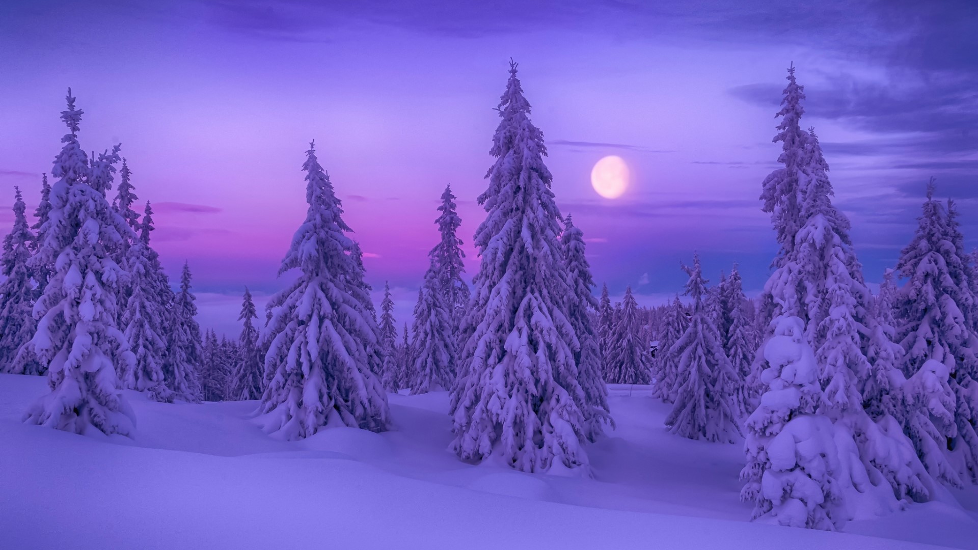 Snowy pine forest with moon at twilight HD Wallpaper
