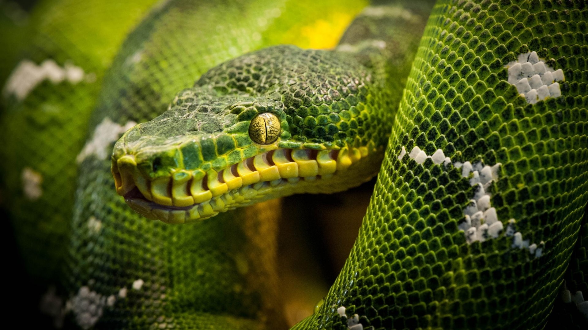 Close-up of an Emerald Tree Boa HD Wallpaper