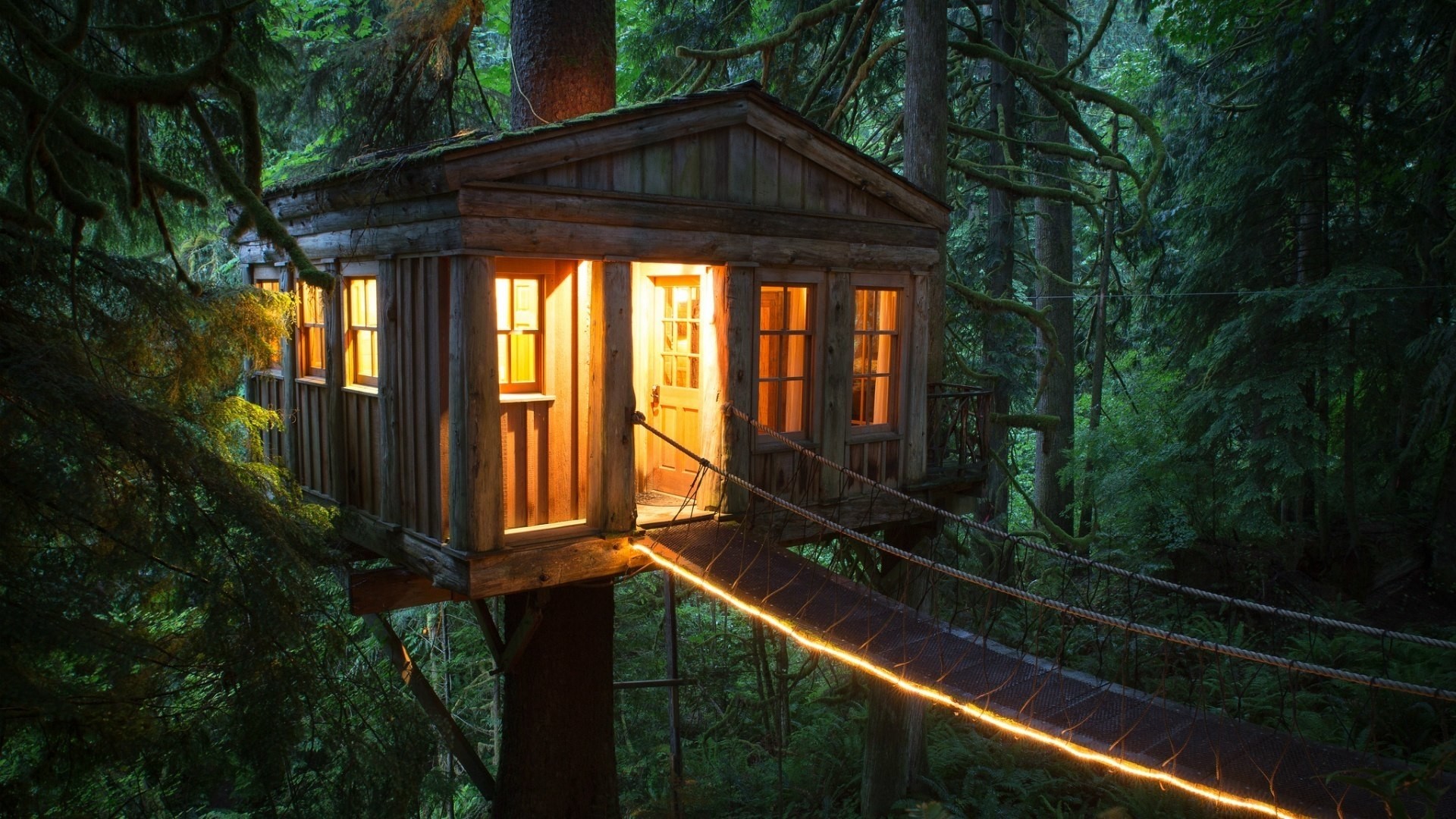 Wooden treehouse in a dense forest HD Wallpaper