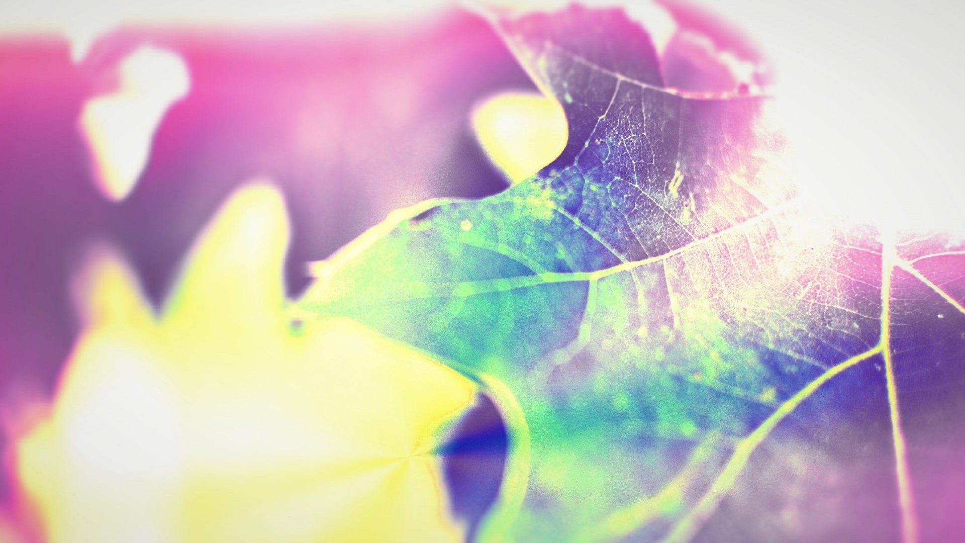 Close-up of a colorful leaf with veins HD Wallpaper