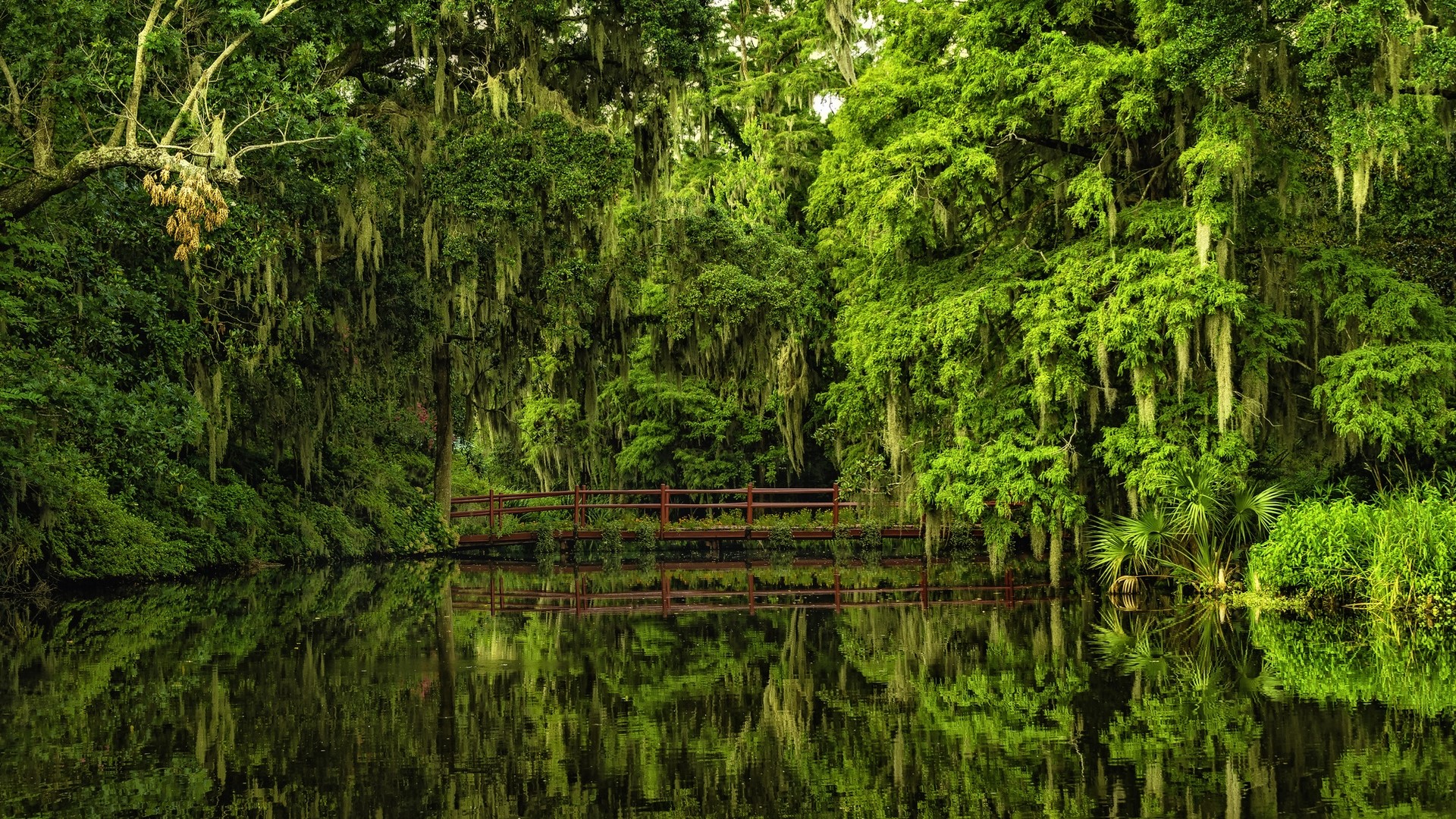 A wooden bridge over a calm river in a dense forest HD Wallpaper