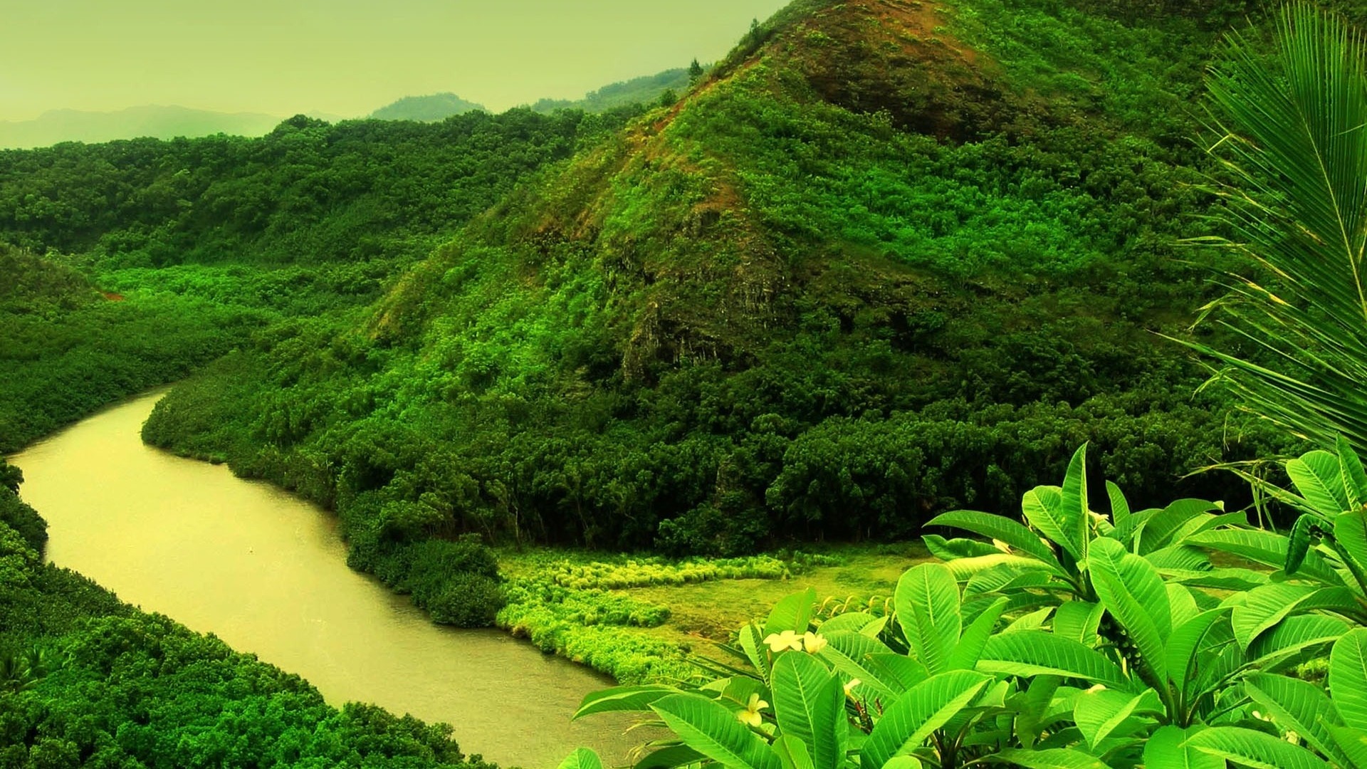 River flowing through a tropical jungle HD Wallpaper