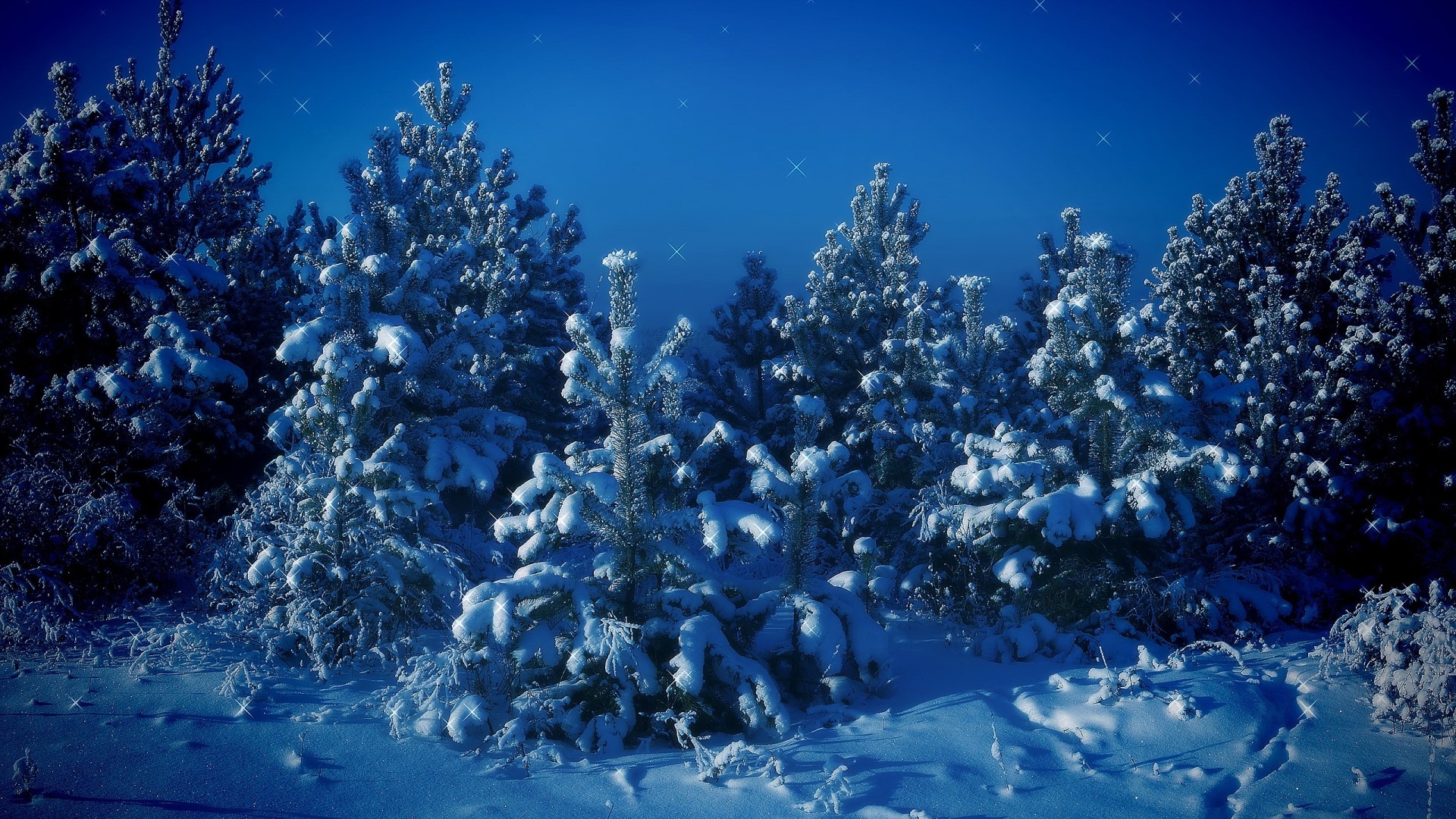 Snow-covered pine trees under a starry night sky HD Wallpaper