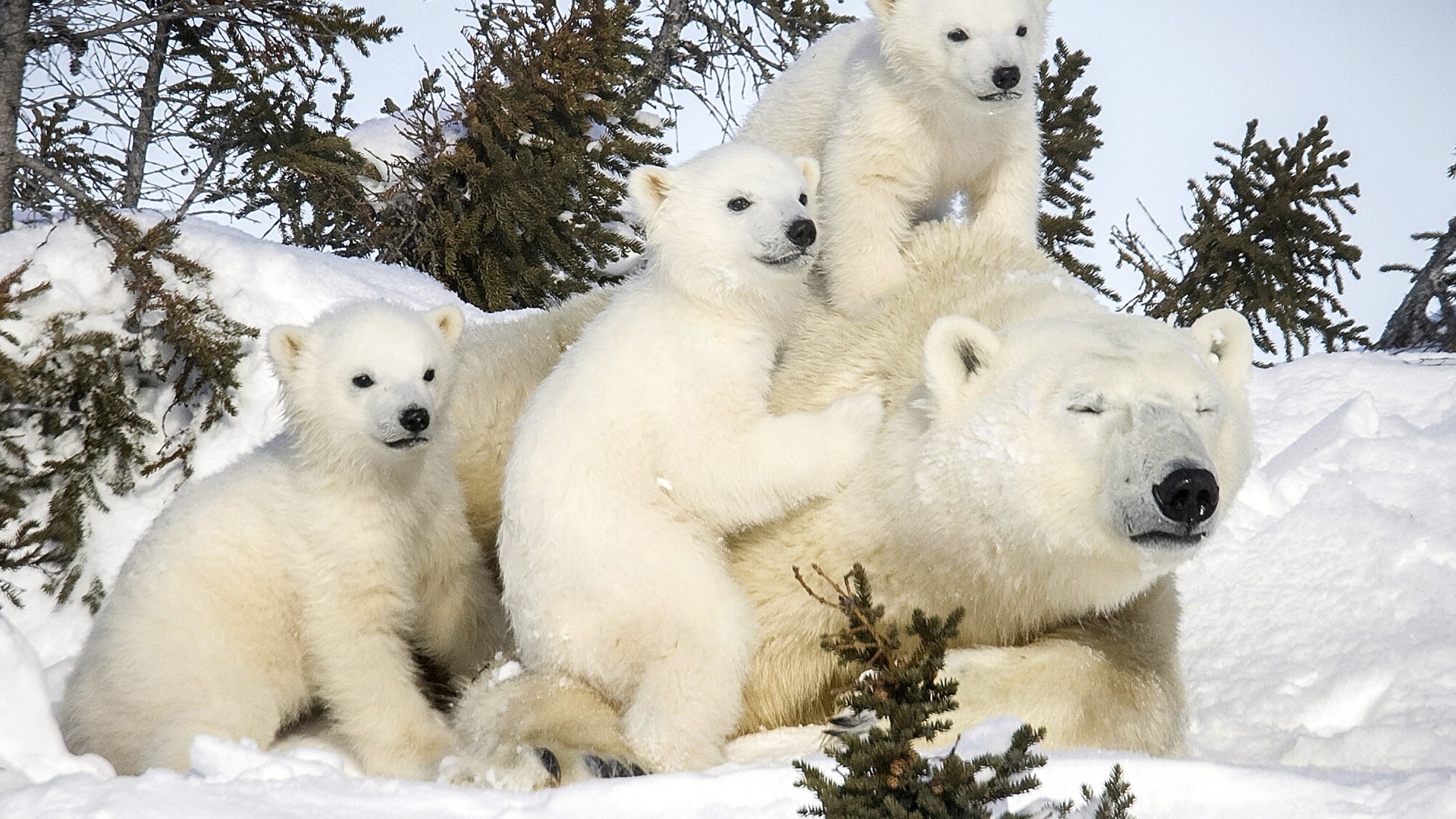Polar bear mother with three cubs in snow HD Wallpaper