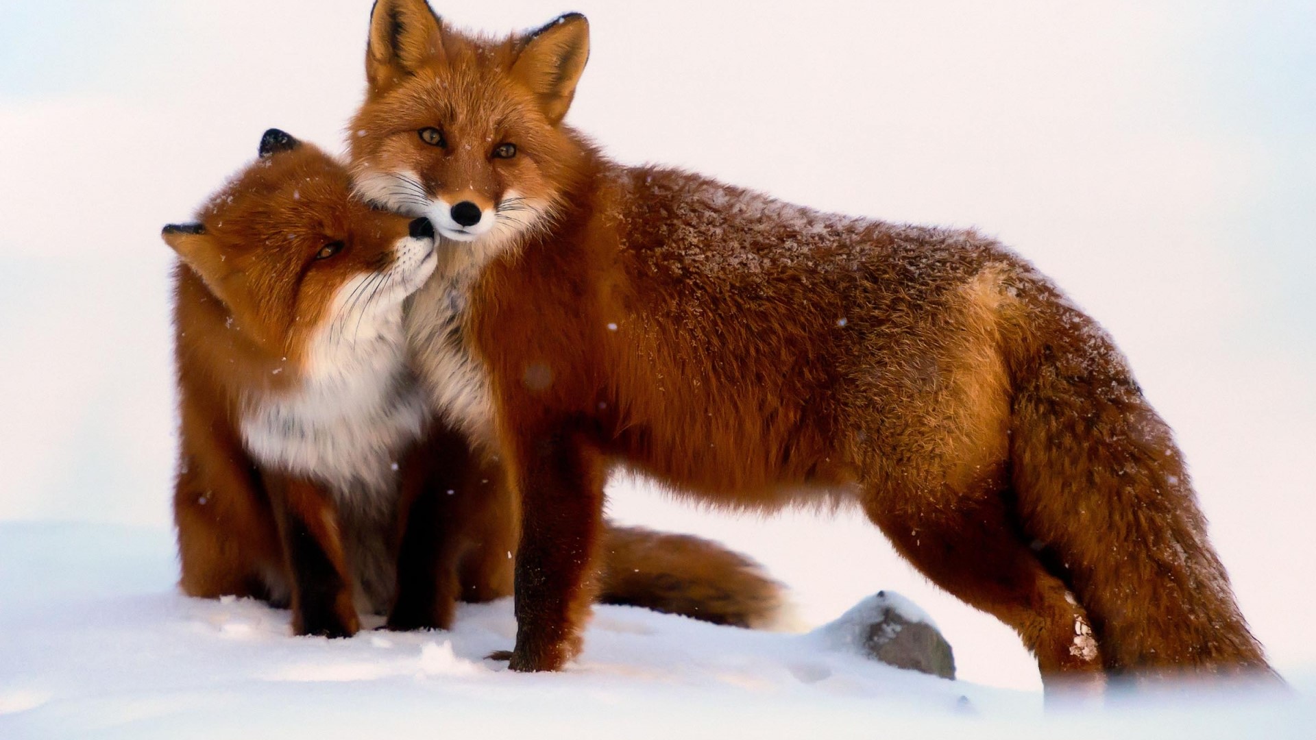 Two red foxes in the snow HD Wallpaper