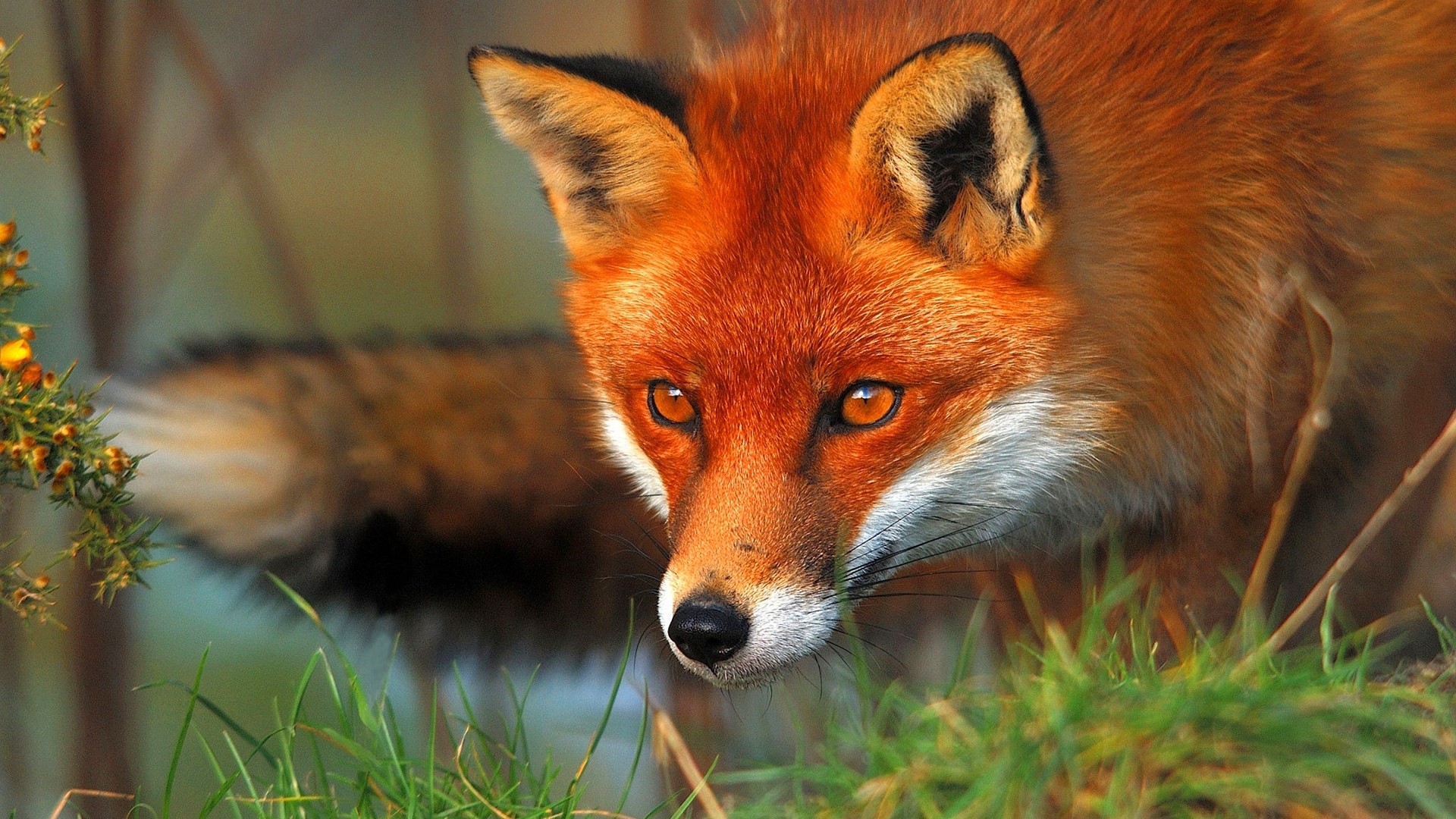 Red fox in tall green grass HD Wallpaper