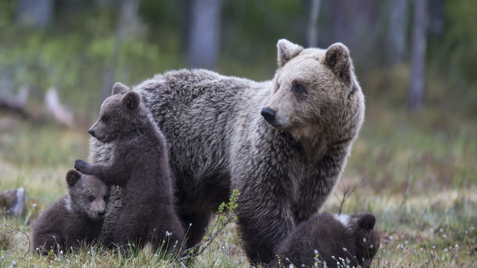 She-bear with cubs in a forest HD Wallpaper