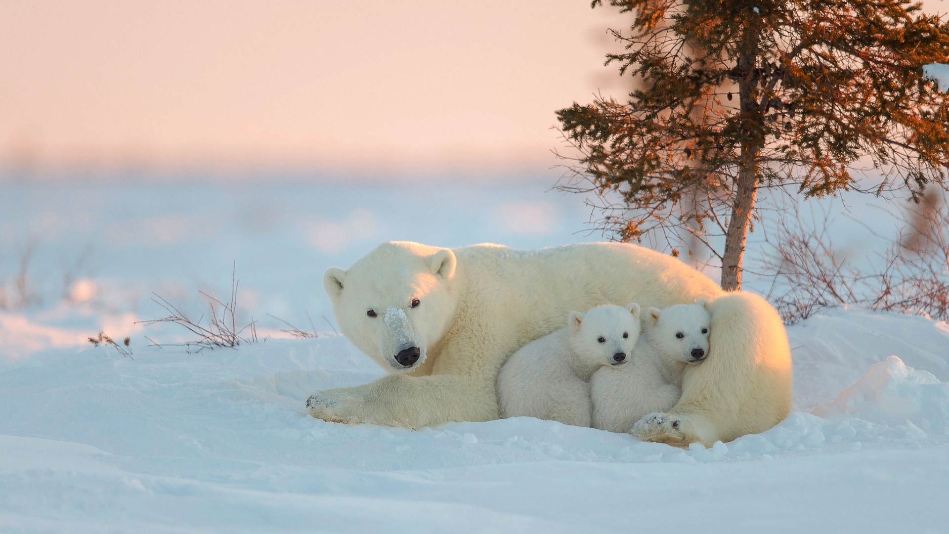 Polar bear mother with two cubs in snow HD Wallpaper