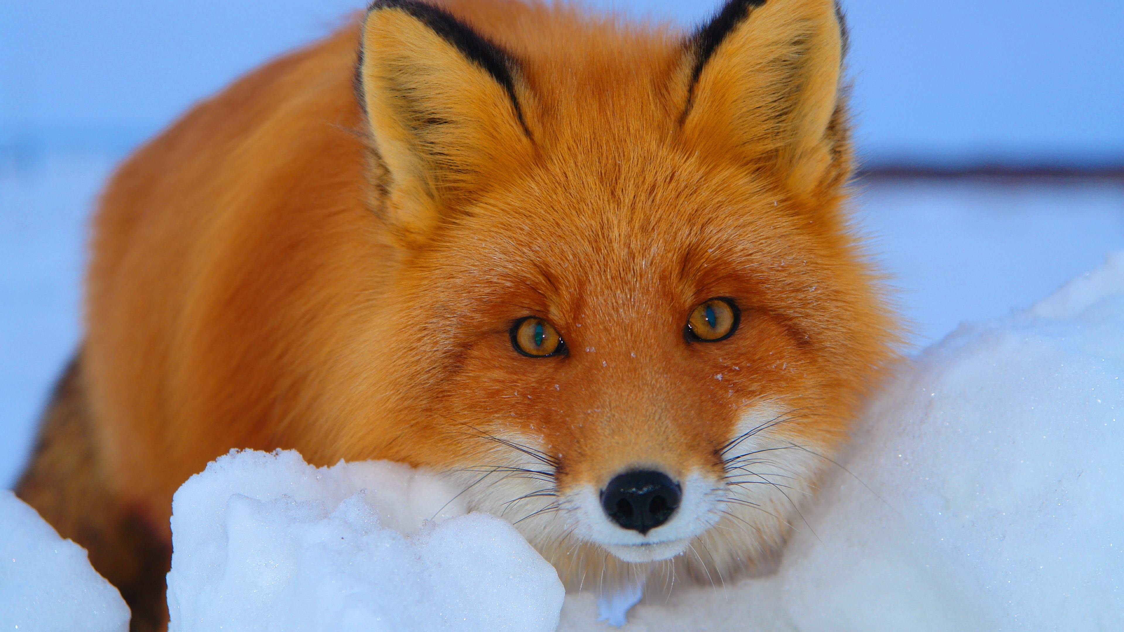 4K Red Fox in Snow HD Wallpaper