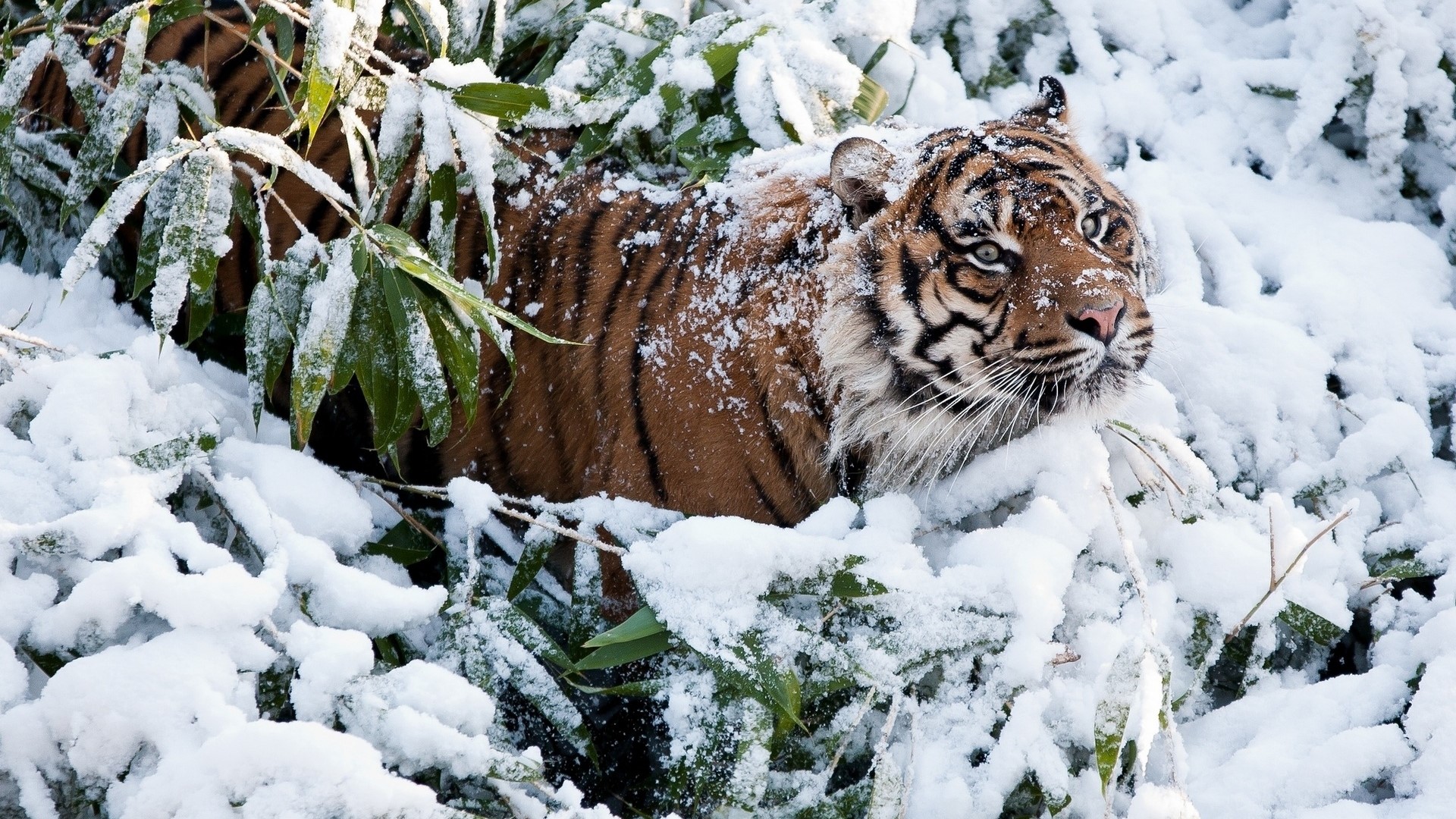 Tiger in the snow HD Wallpaper