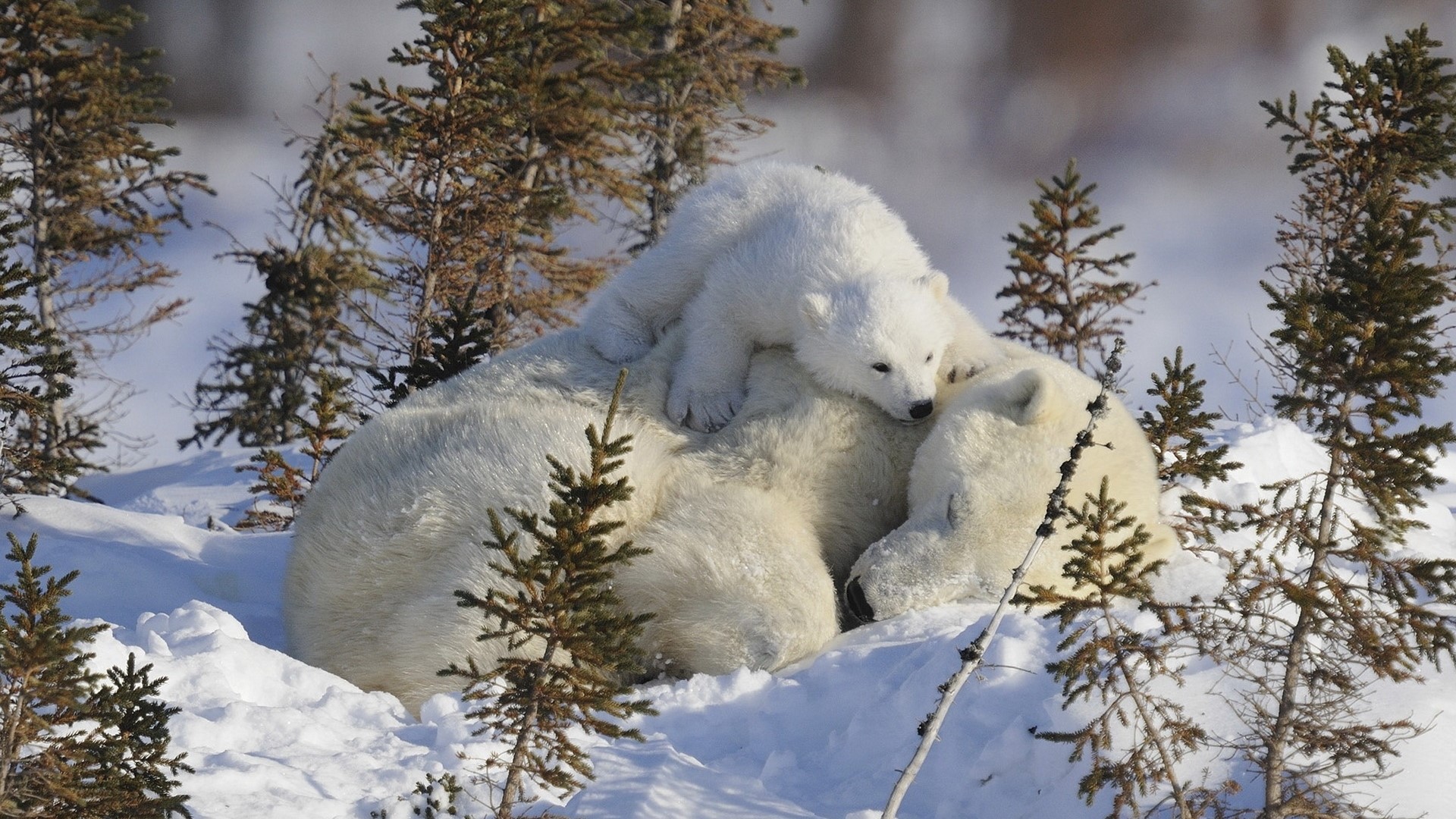 Mother and cub polar bears in snowy forest HD Wallpaper