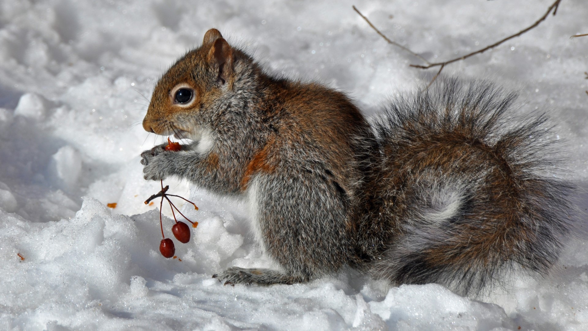 Squirrel eating berries in the snow HD Wallpaper