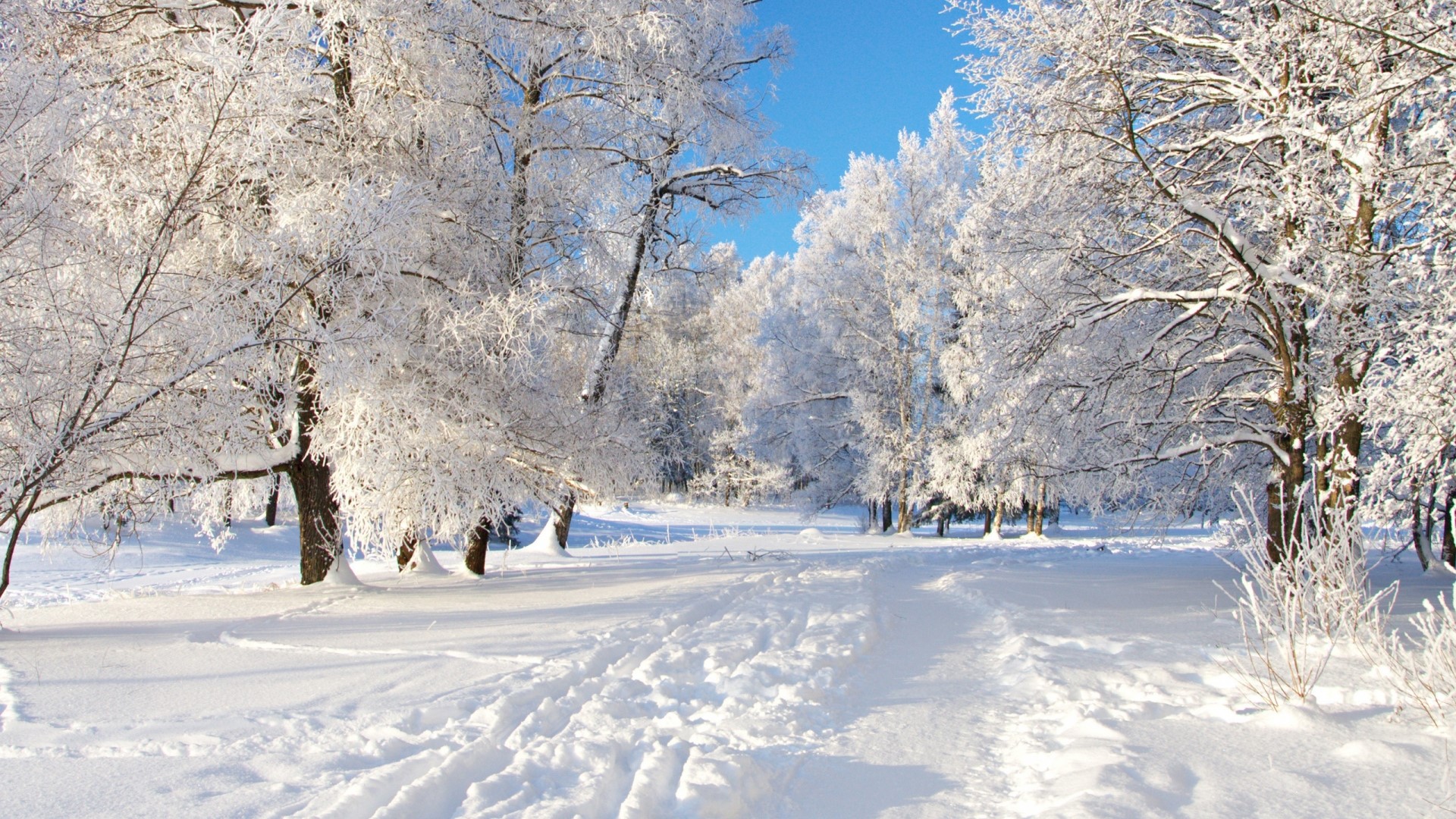 Snowy park with frosted trees and a path HD Wallpaper
