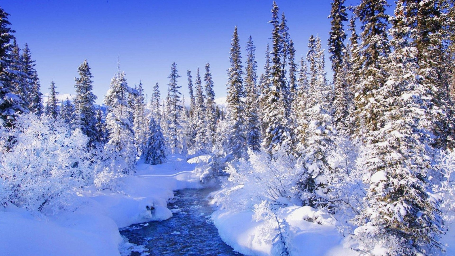 Winter forest with a stream HD Wallpaper